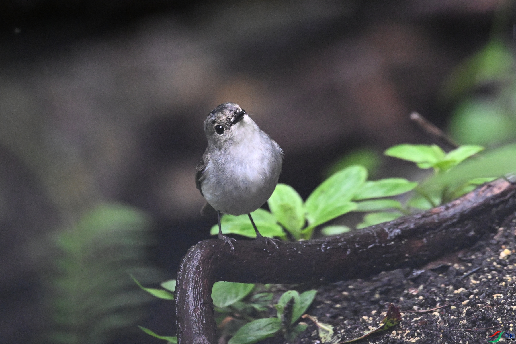 DSC_6854.JPG
