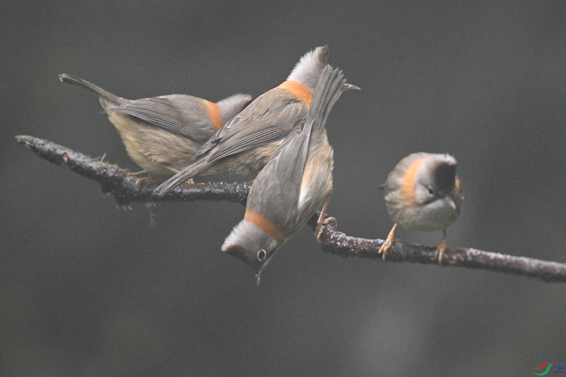 DSC_6869.JPG