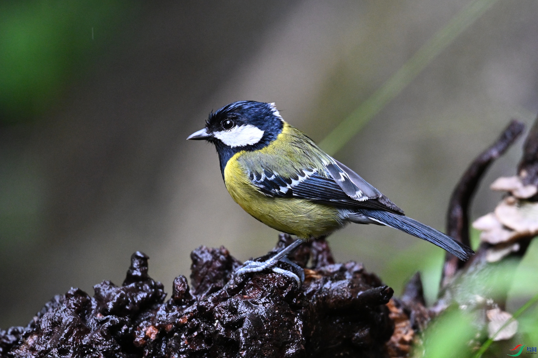 DSC_6858.JPG
