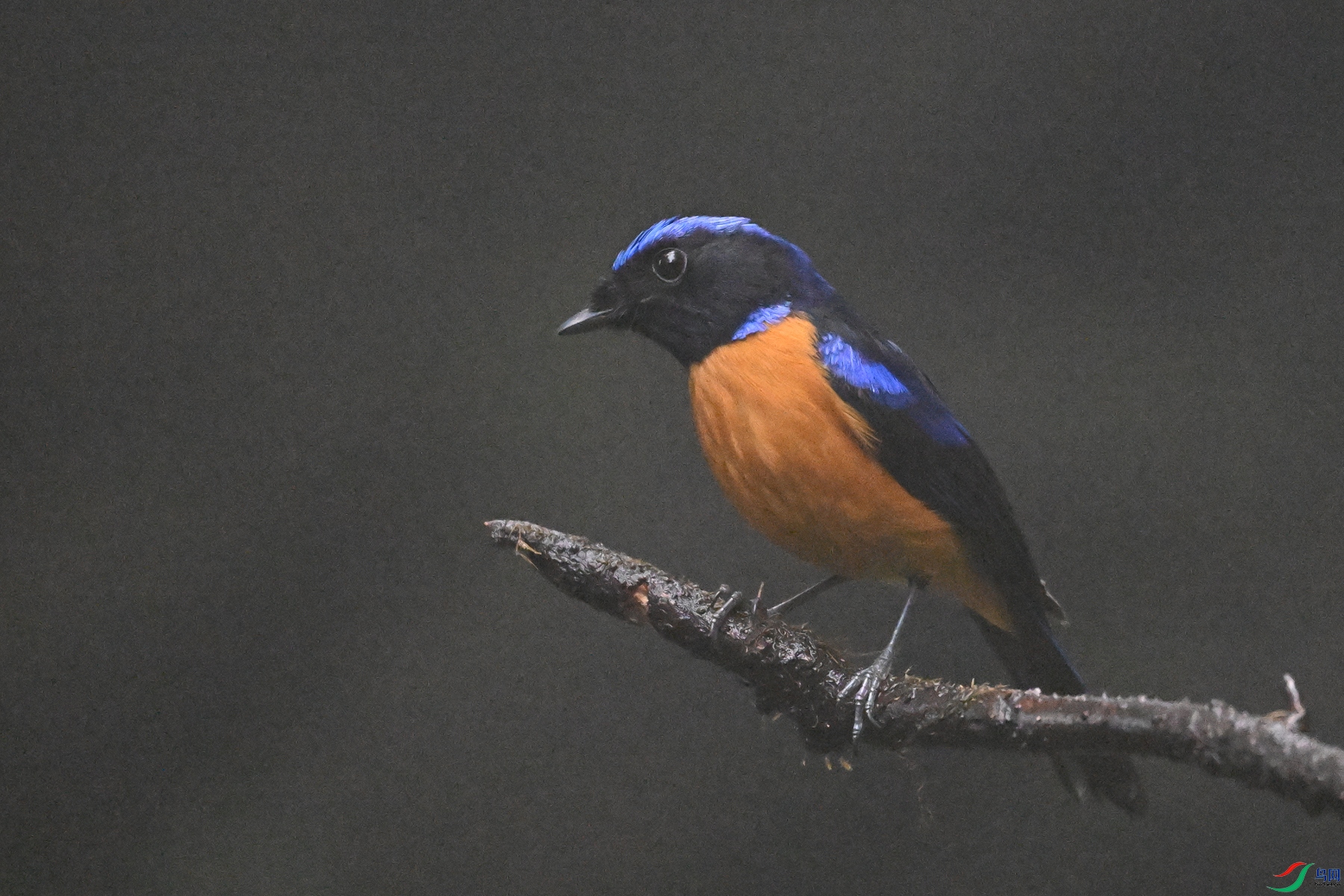 DSC_6881.JPG
