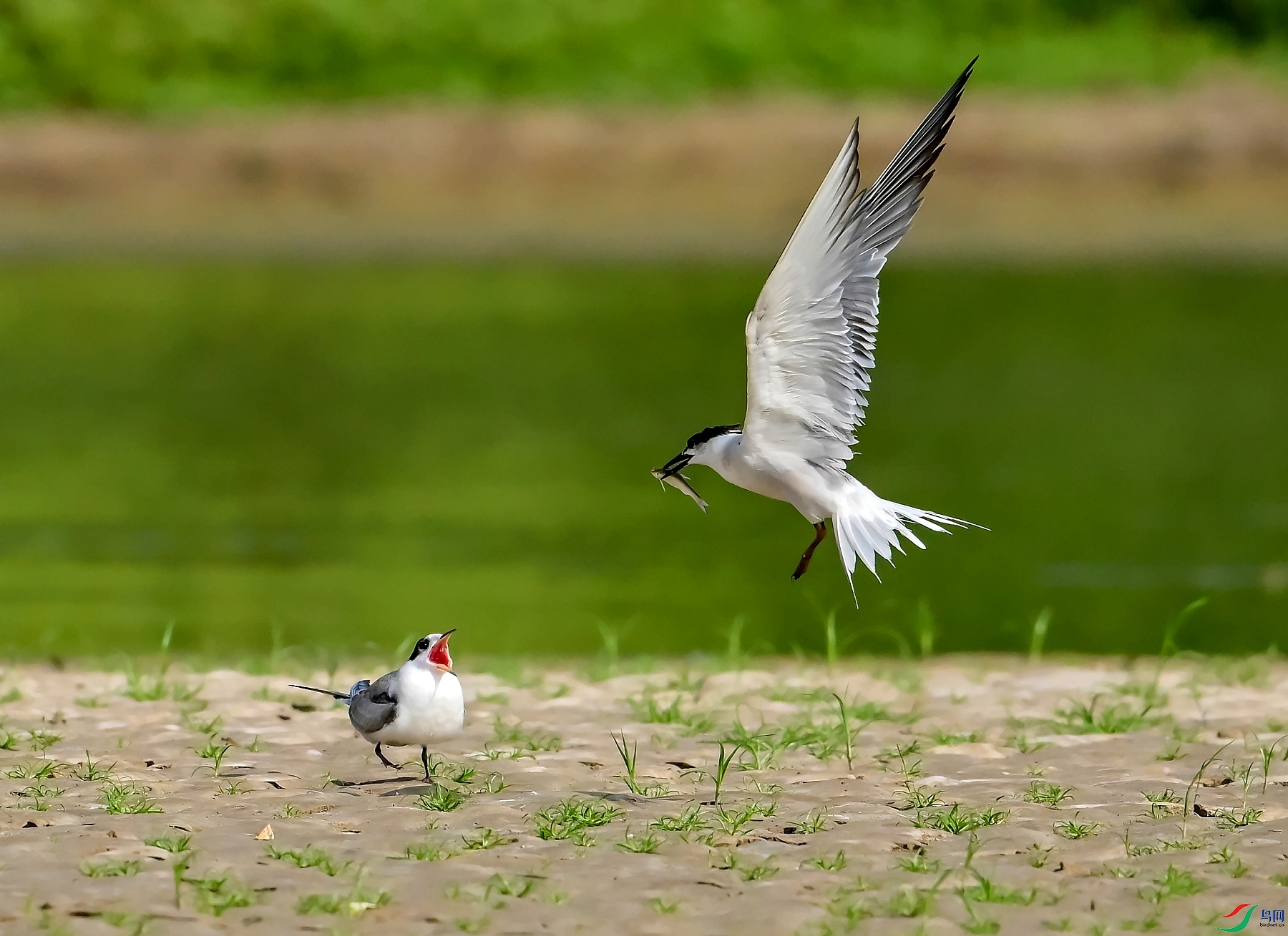 DSC_0067---_conew1.jpg