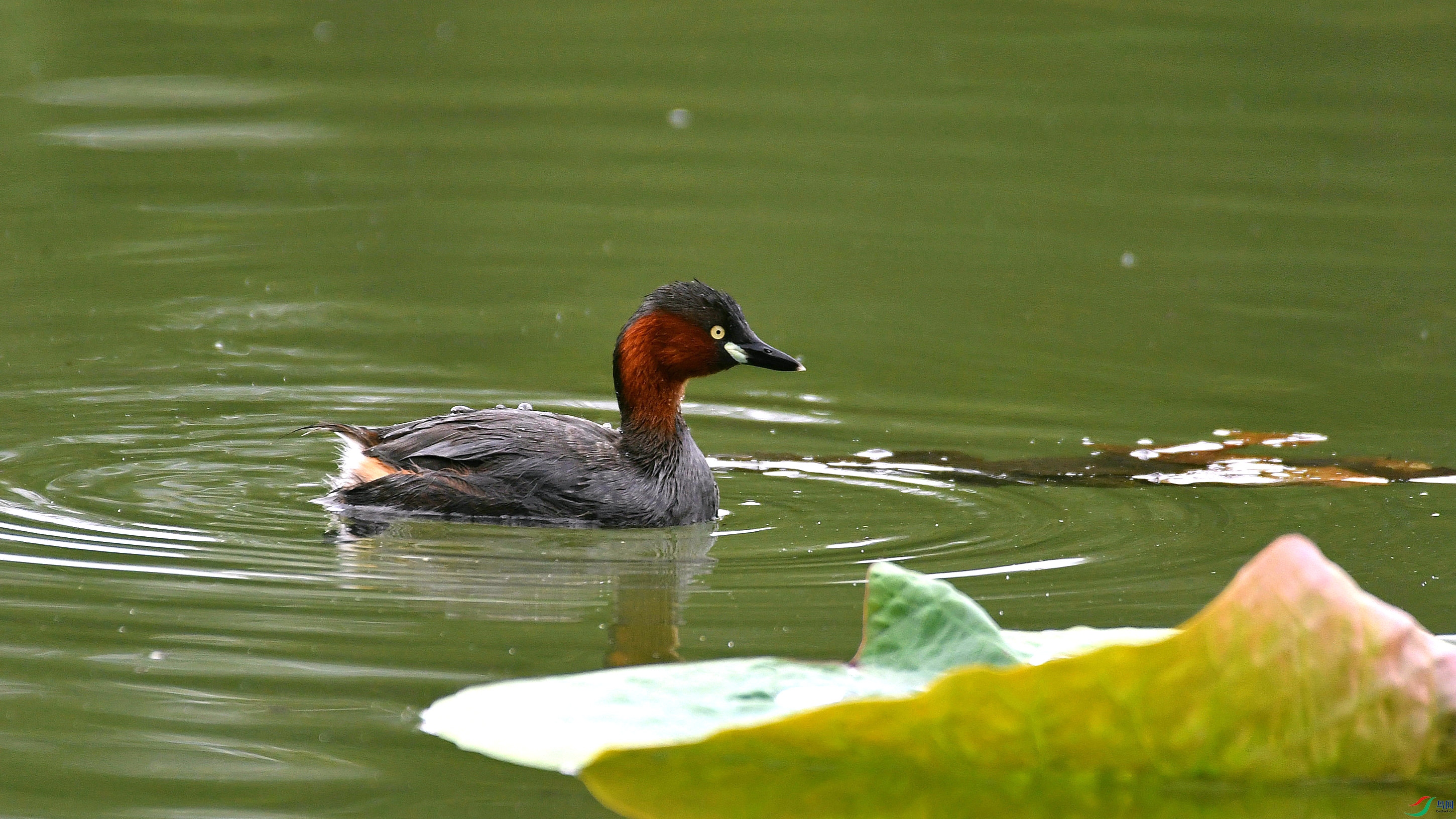 DSC_8219.JPG