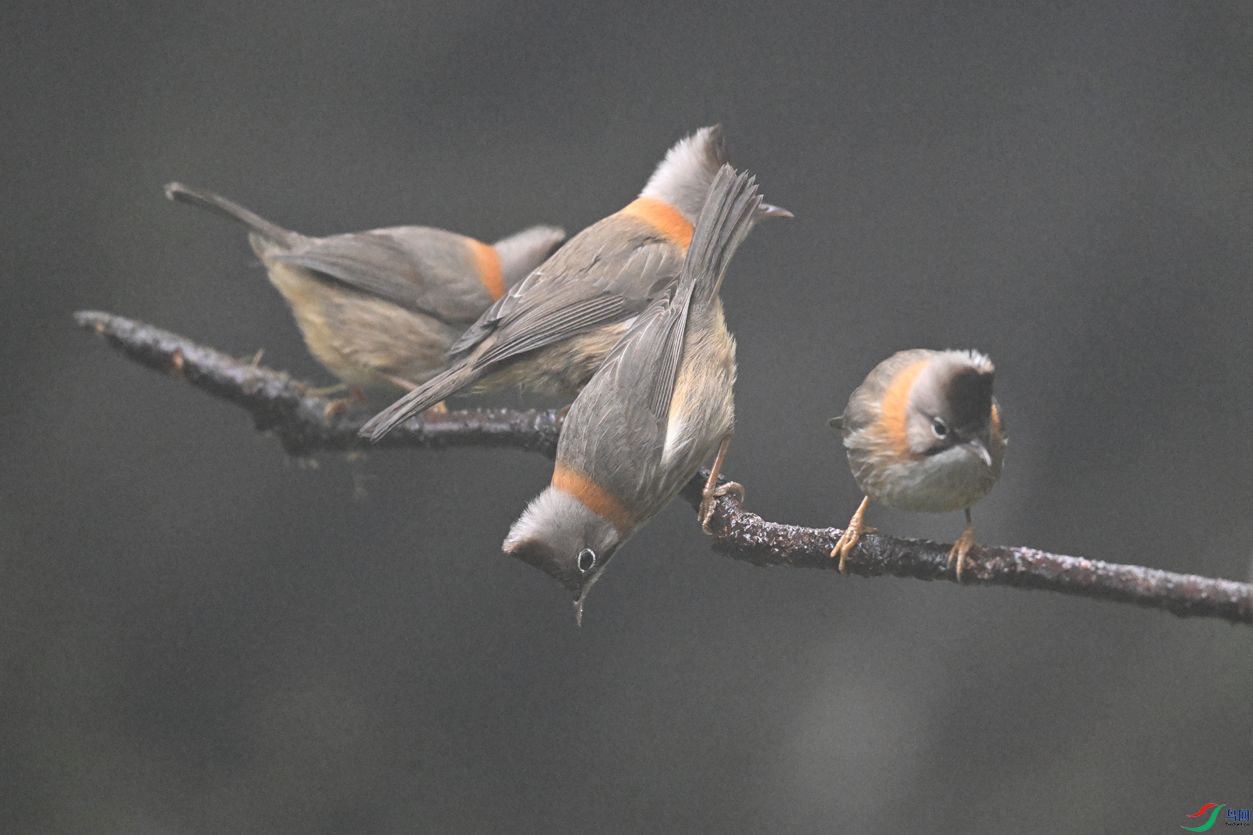 DSC_6867.JPG