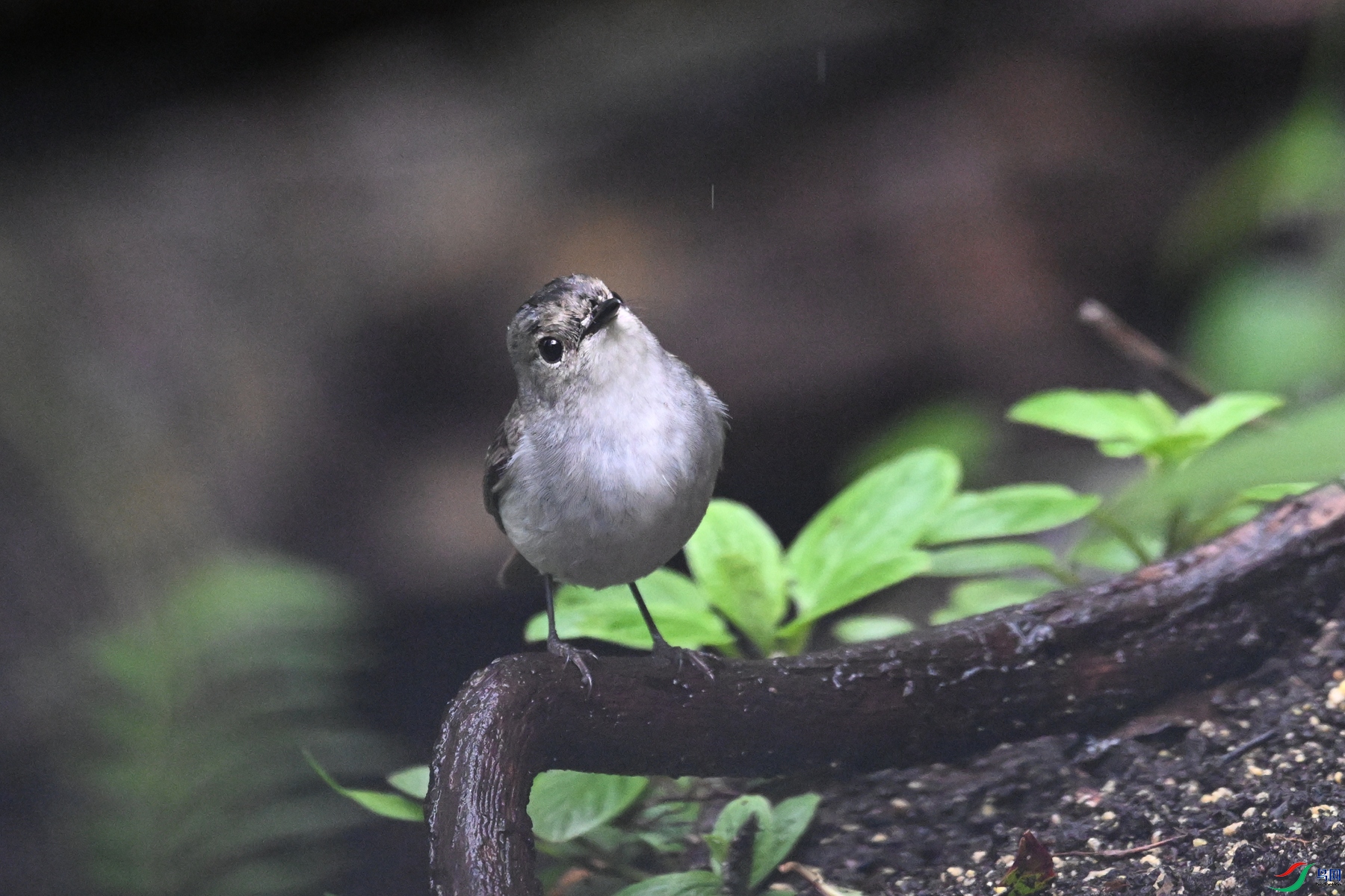 DSC_6853.JPG