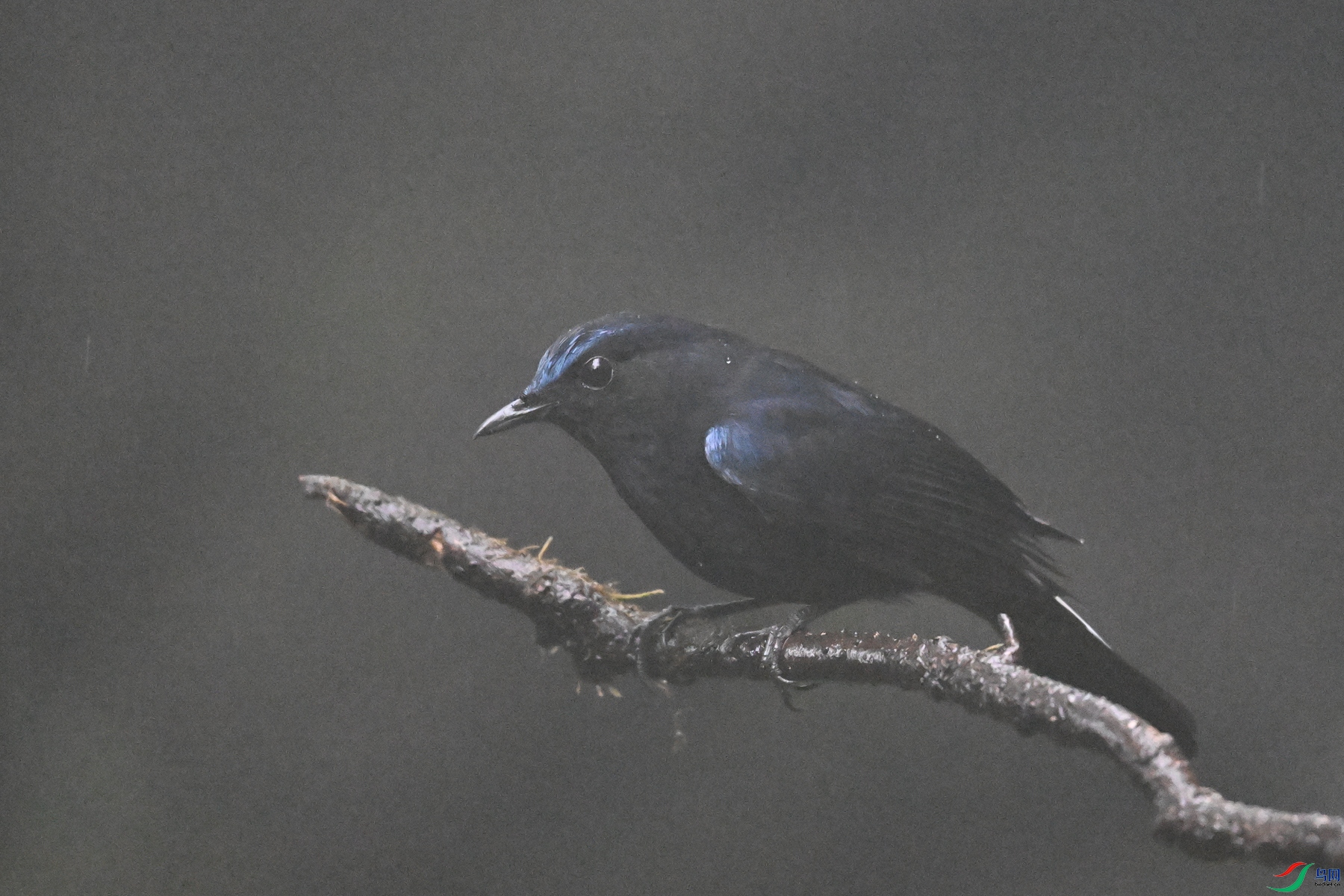 DSC_6883.JPG