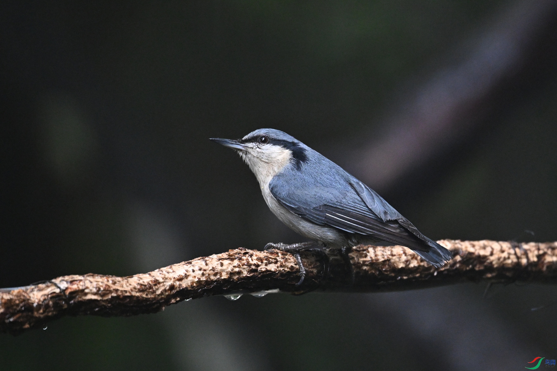 DSC_6905.JPG
