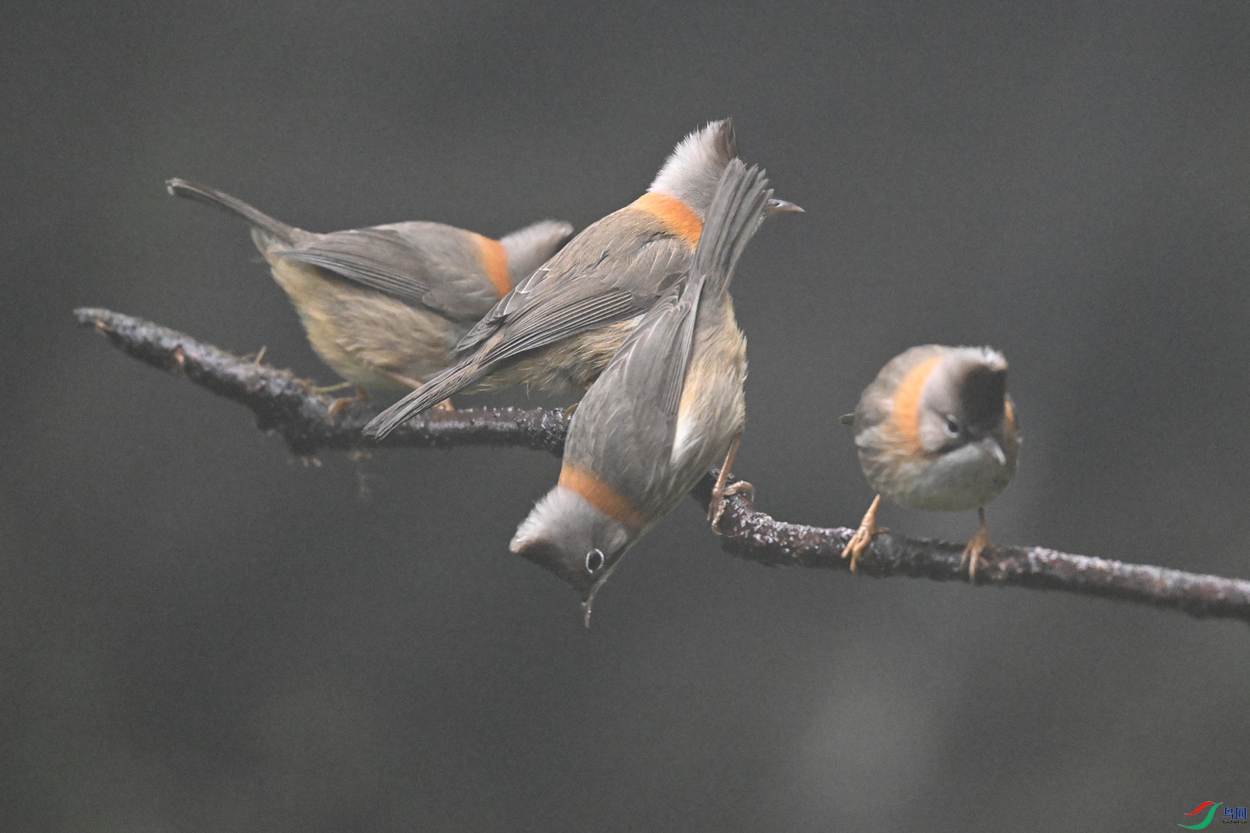 DSC_6868.JPG