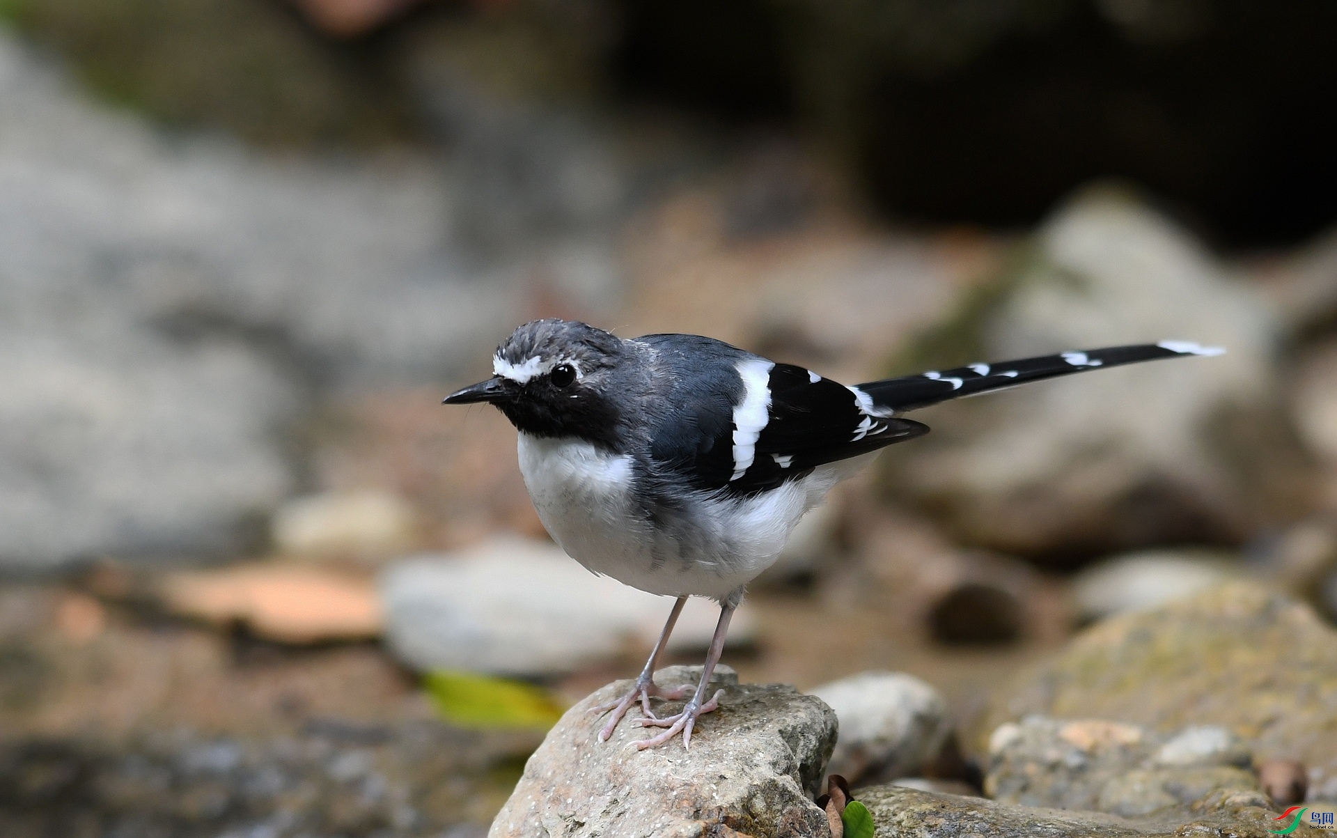 DSC_6699.jpg