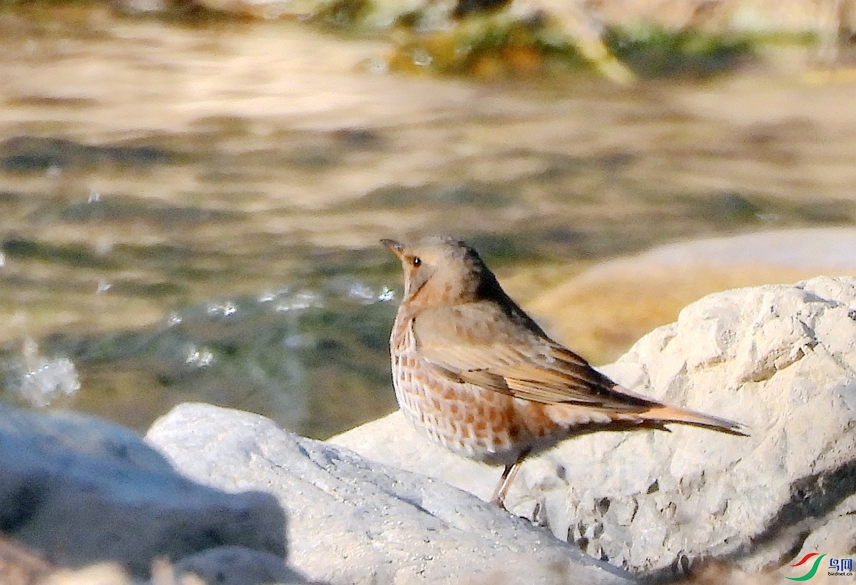 2026-509��β�.JPG
