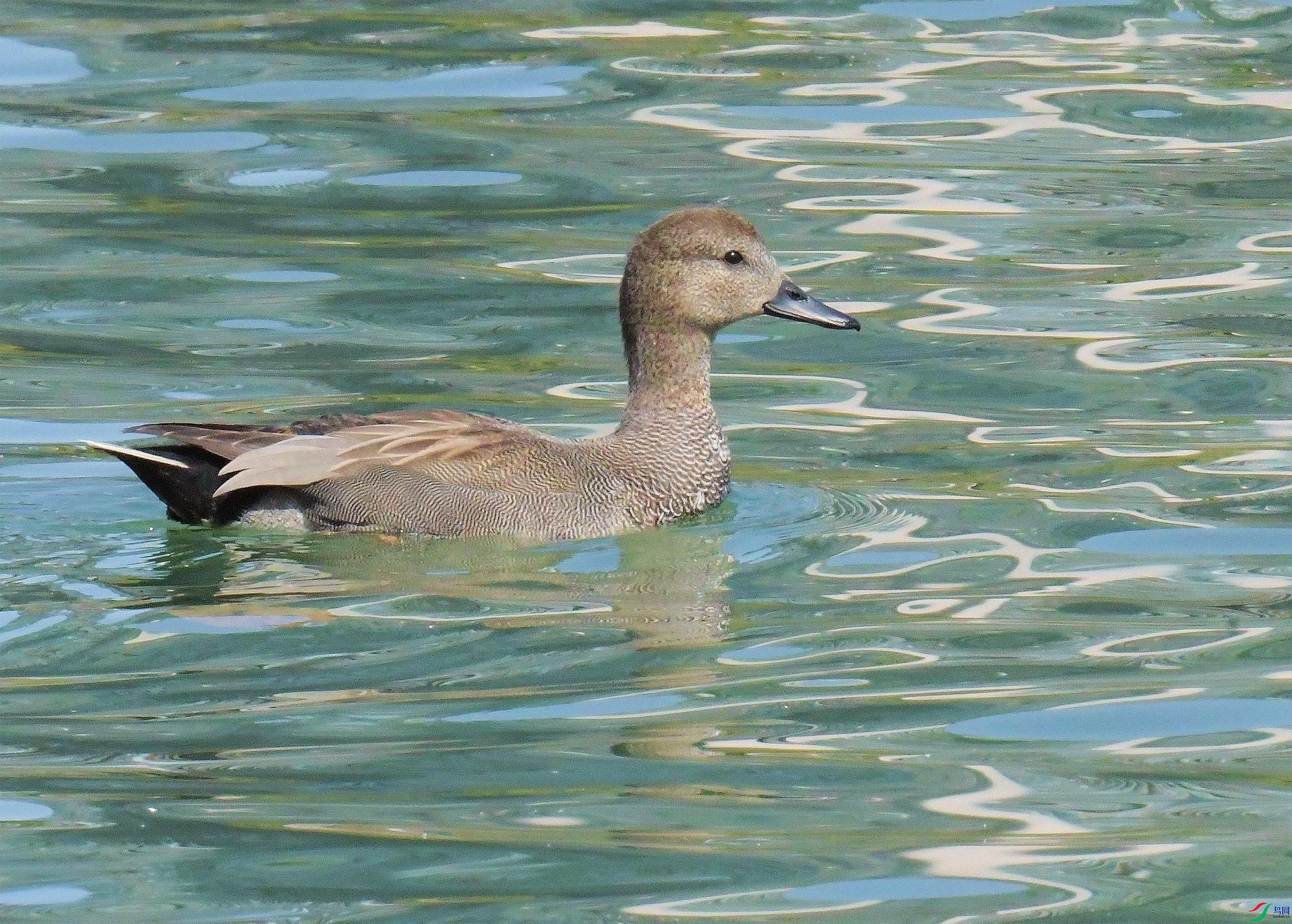 DSC_8638.JPG