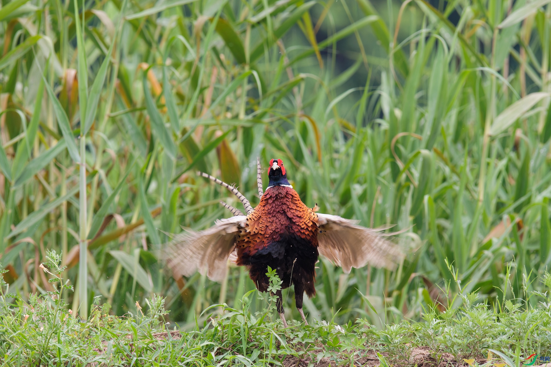 DSC_6934_DxO_DxOa.jpg