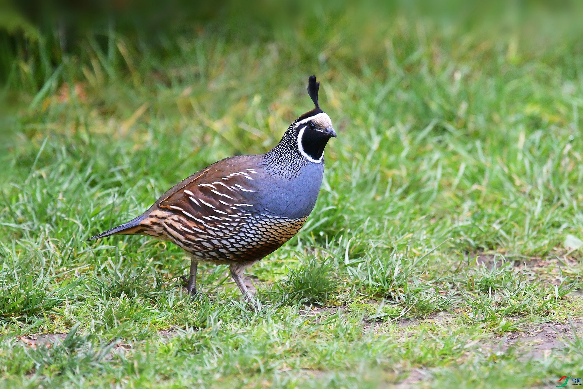 DSC_3518_.jpg