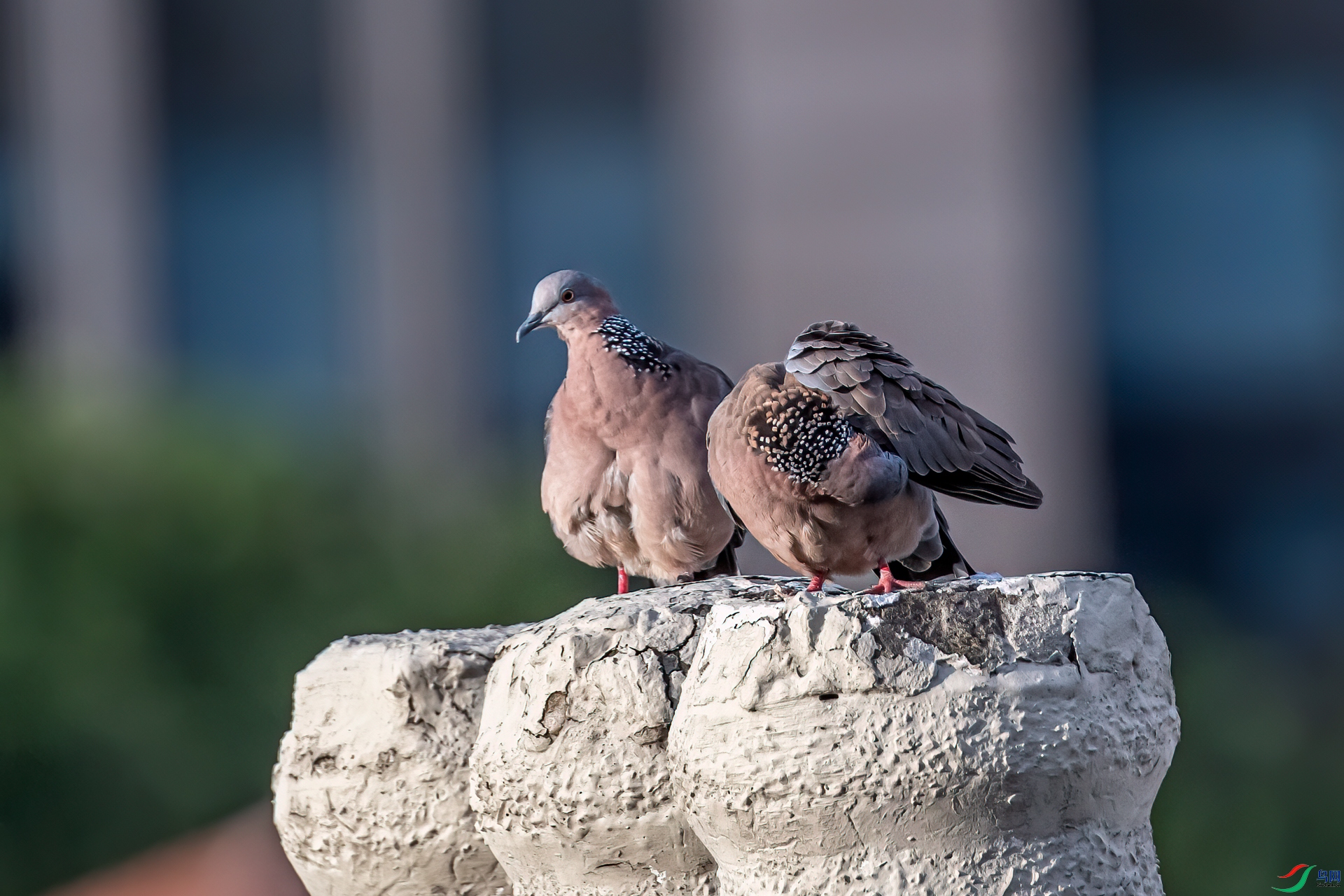 DSC_7032-11.jpg