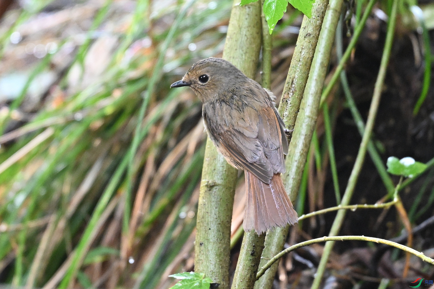 DSC_6946.JPG
