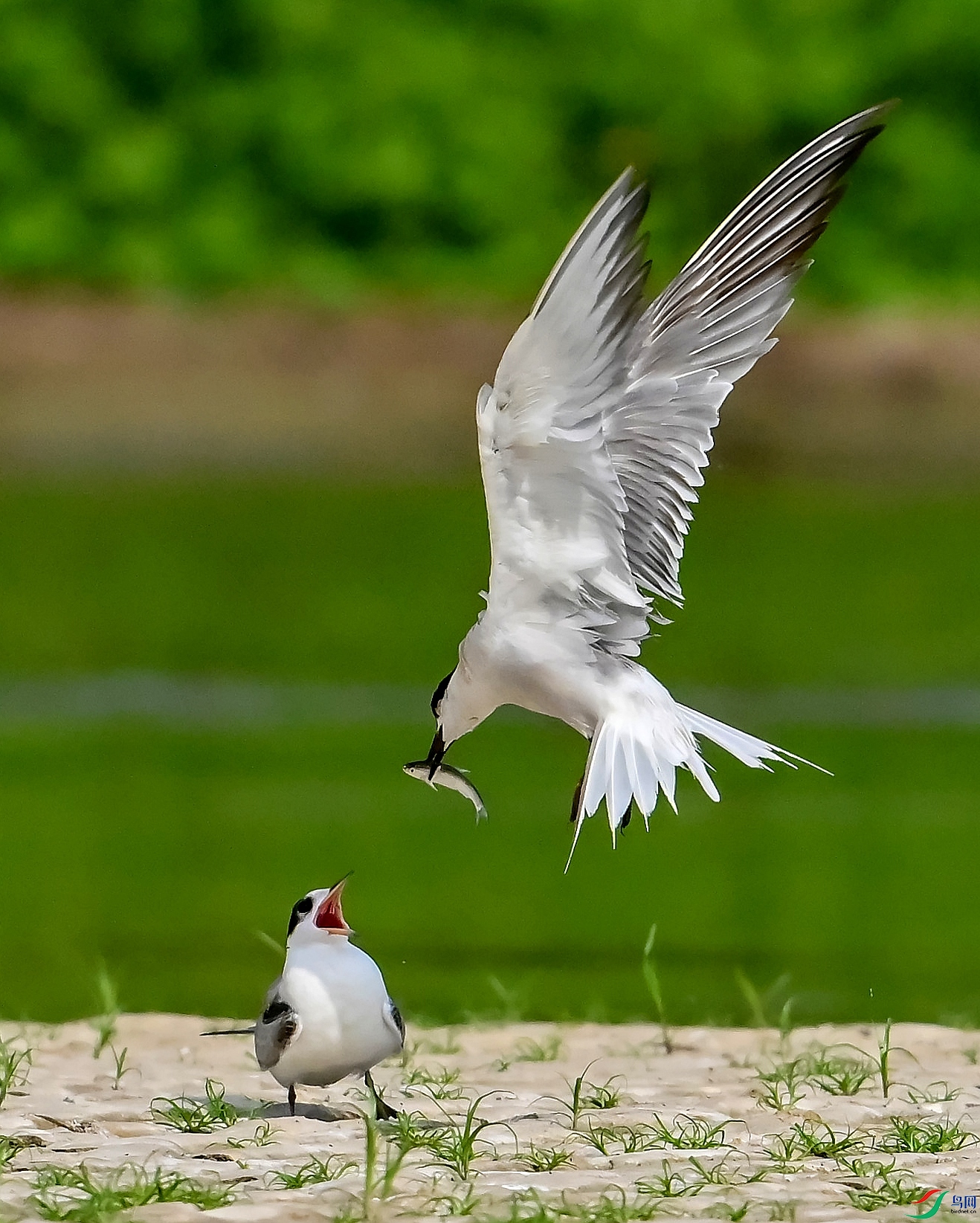 DSC_0098---_conew1.jpg