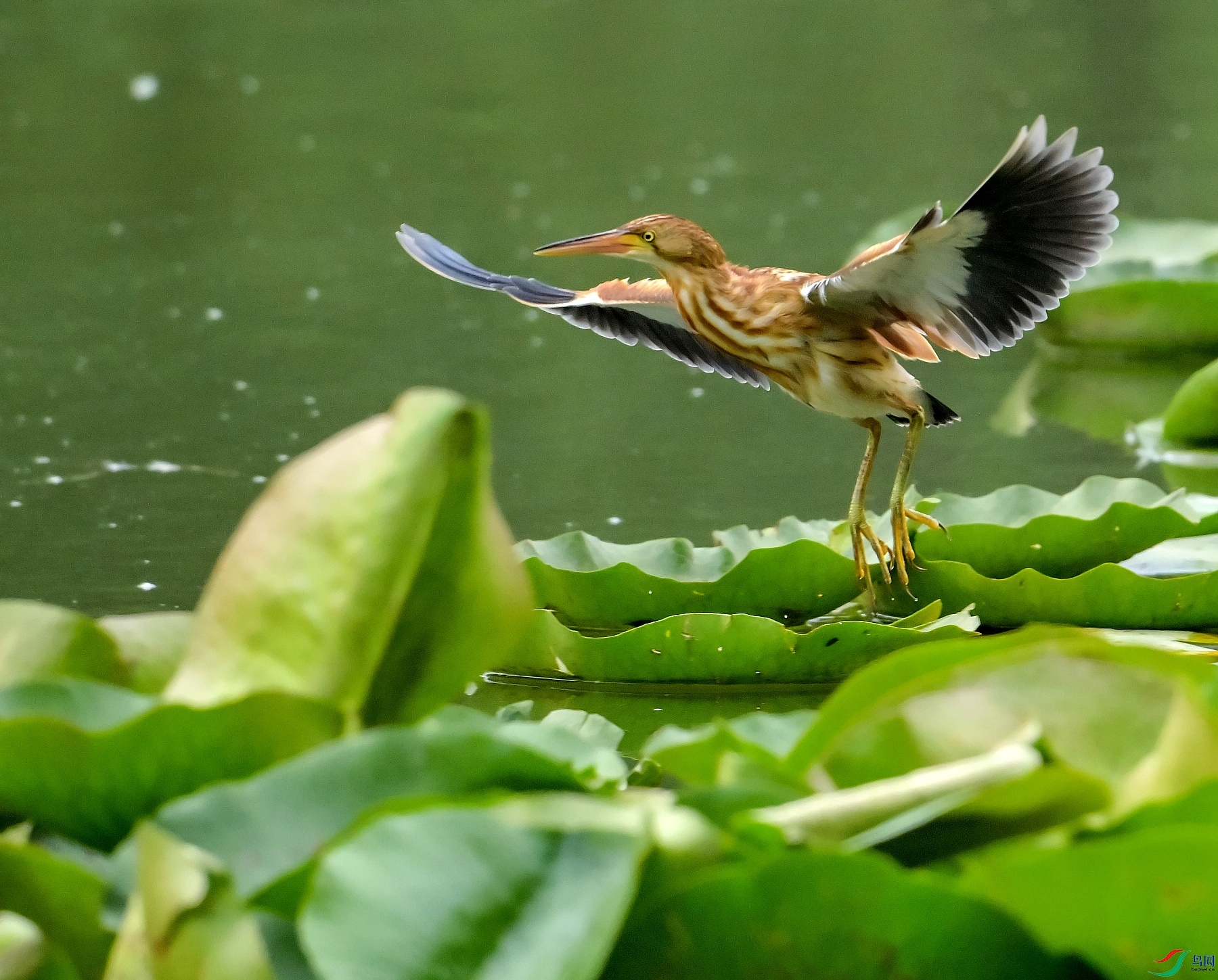 DSC_2247---_conew1.jpg