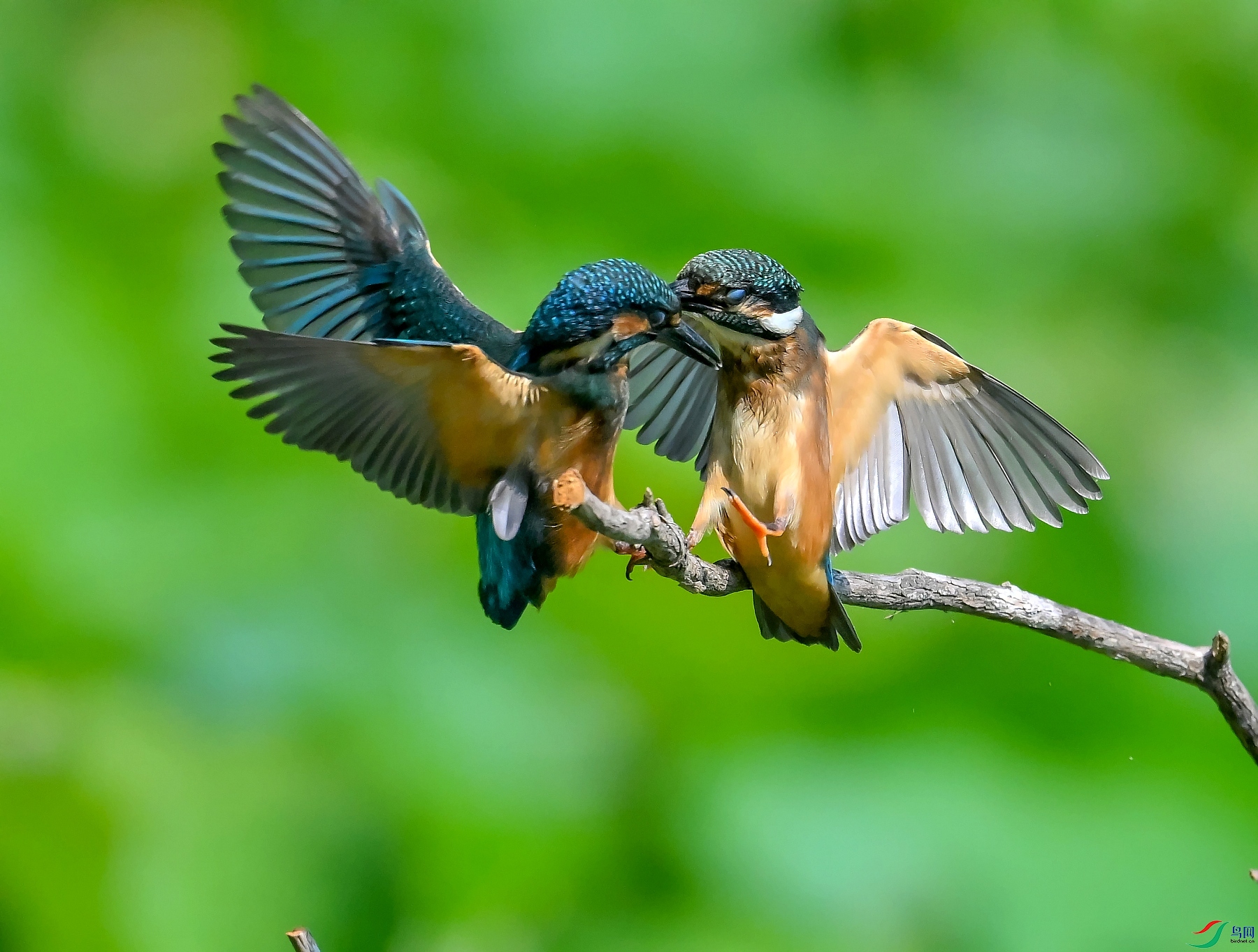 DSC_4305֦ͷ��ս.jpg