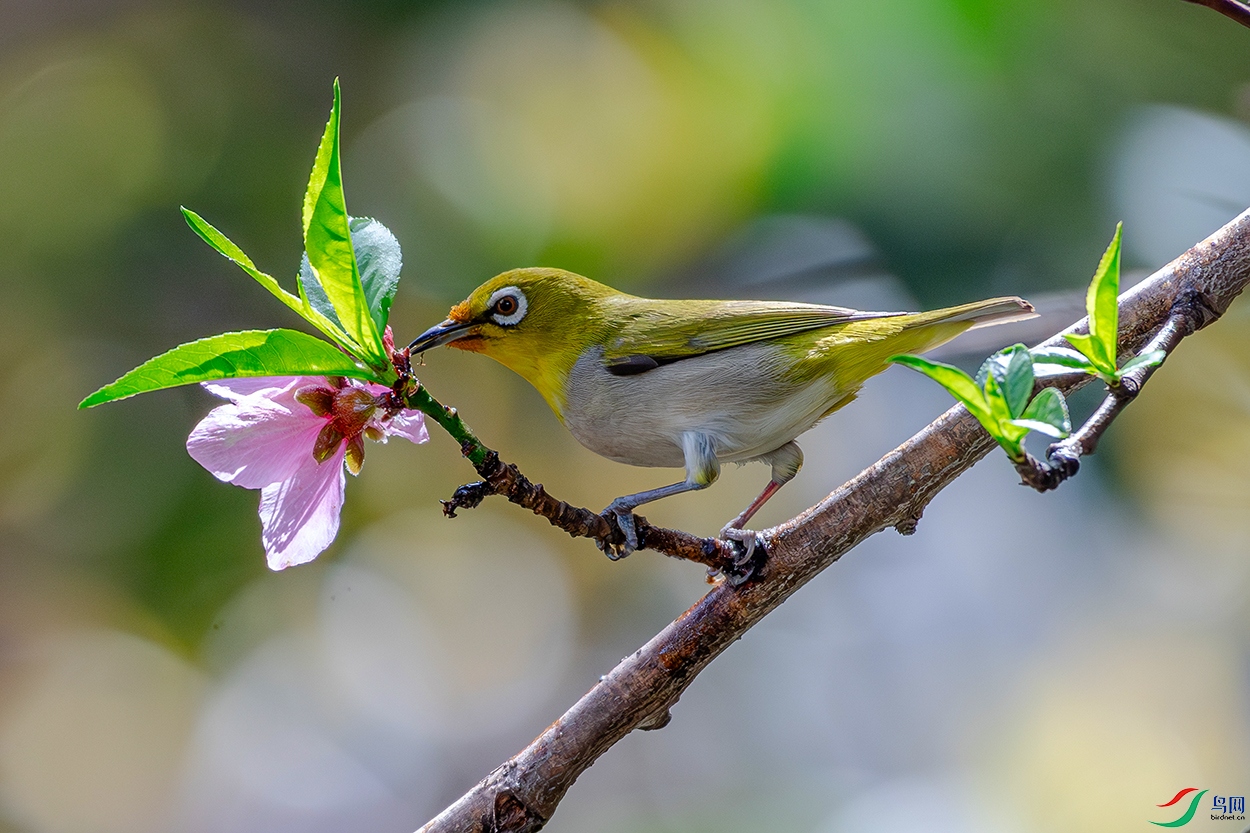 DSC_7722-AB.jpg