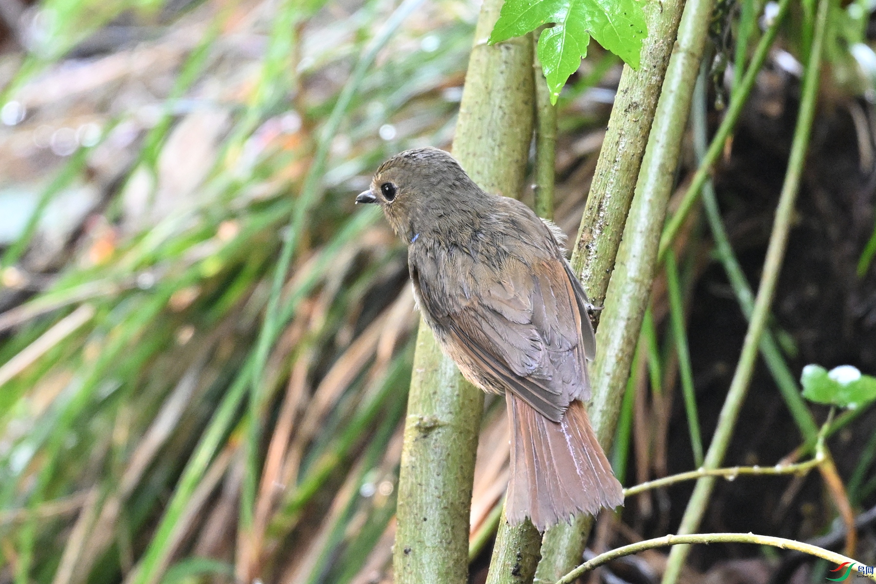 DSC_6944.JPG