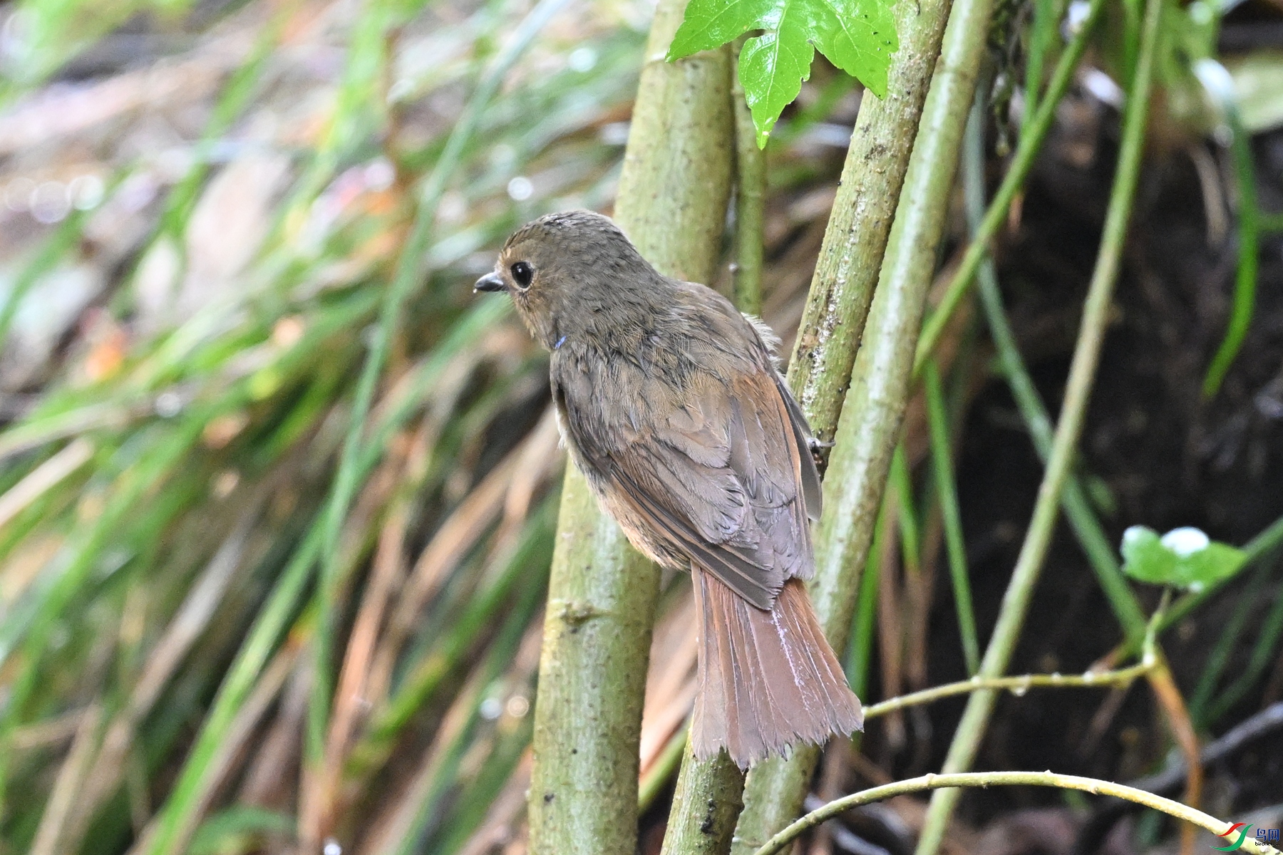 DSC_6943.JPG