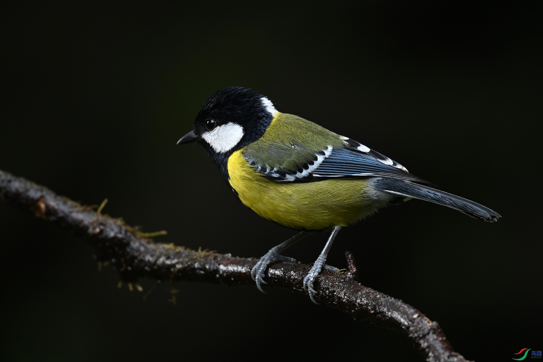 DSC_6921.JPG