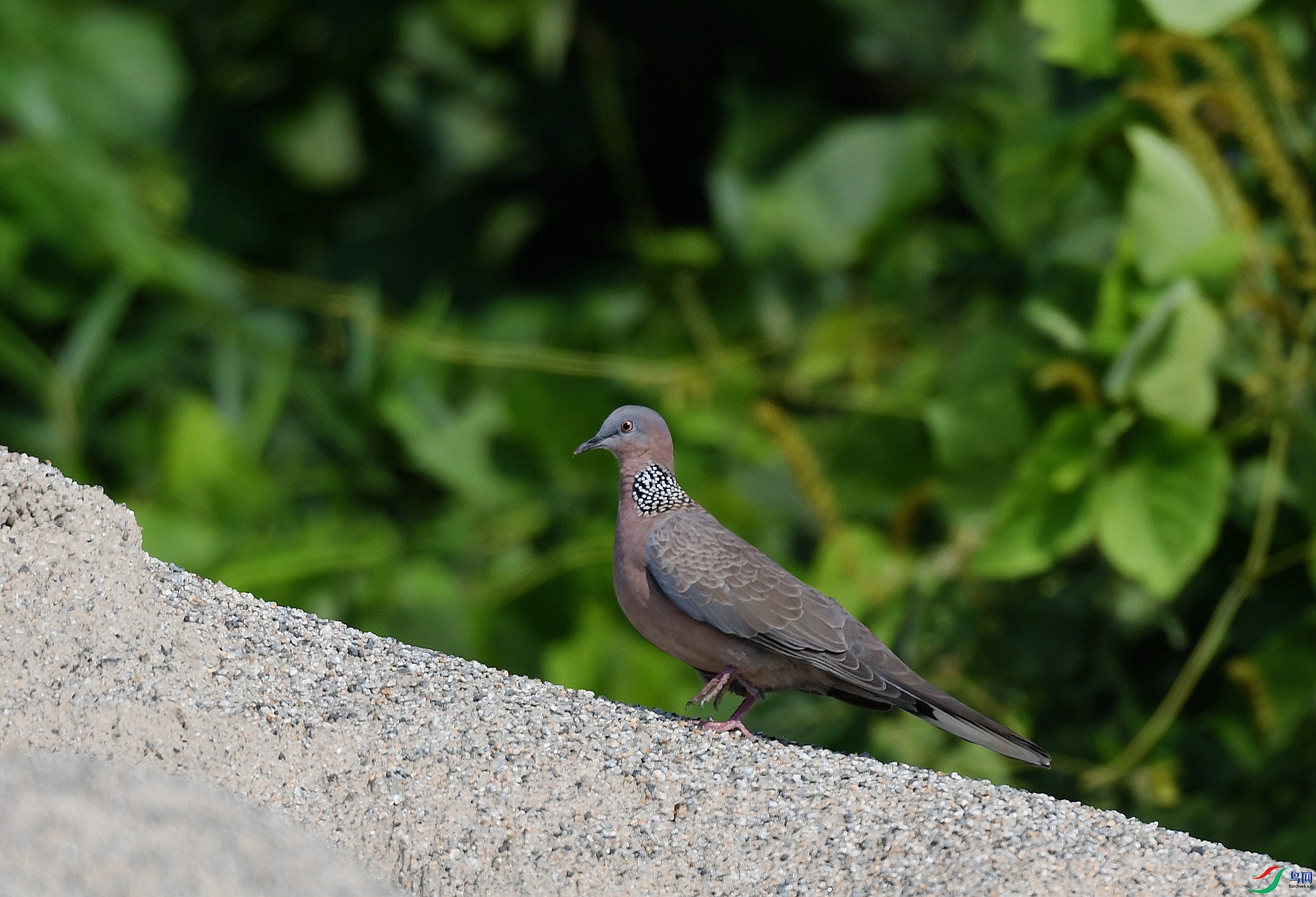DSC_3221.jpg