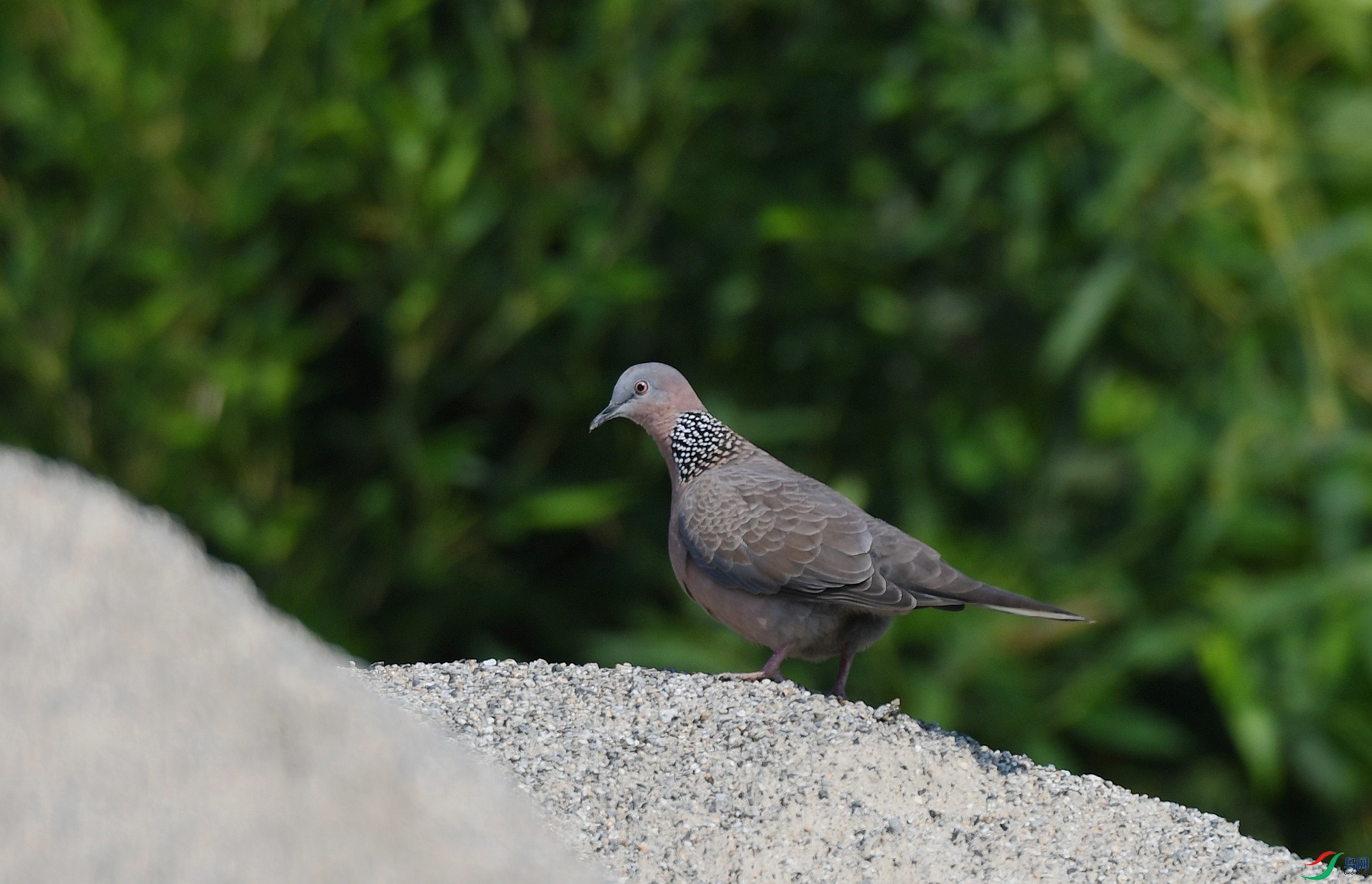 DSC_3223.jpg