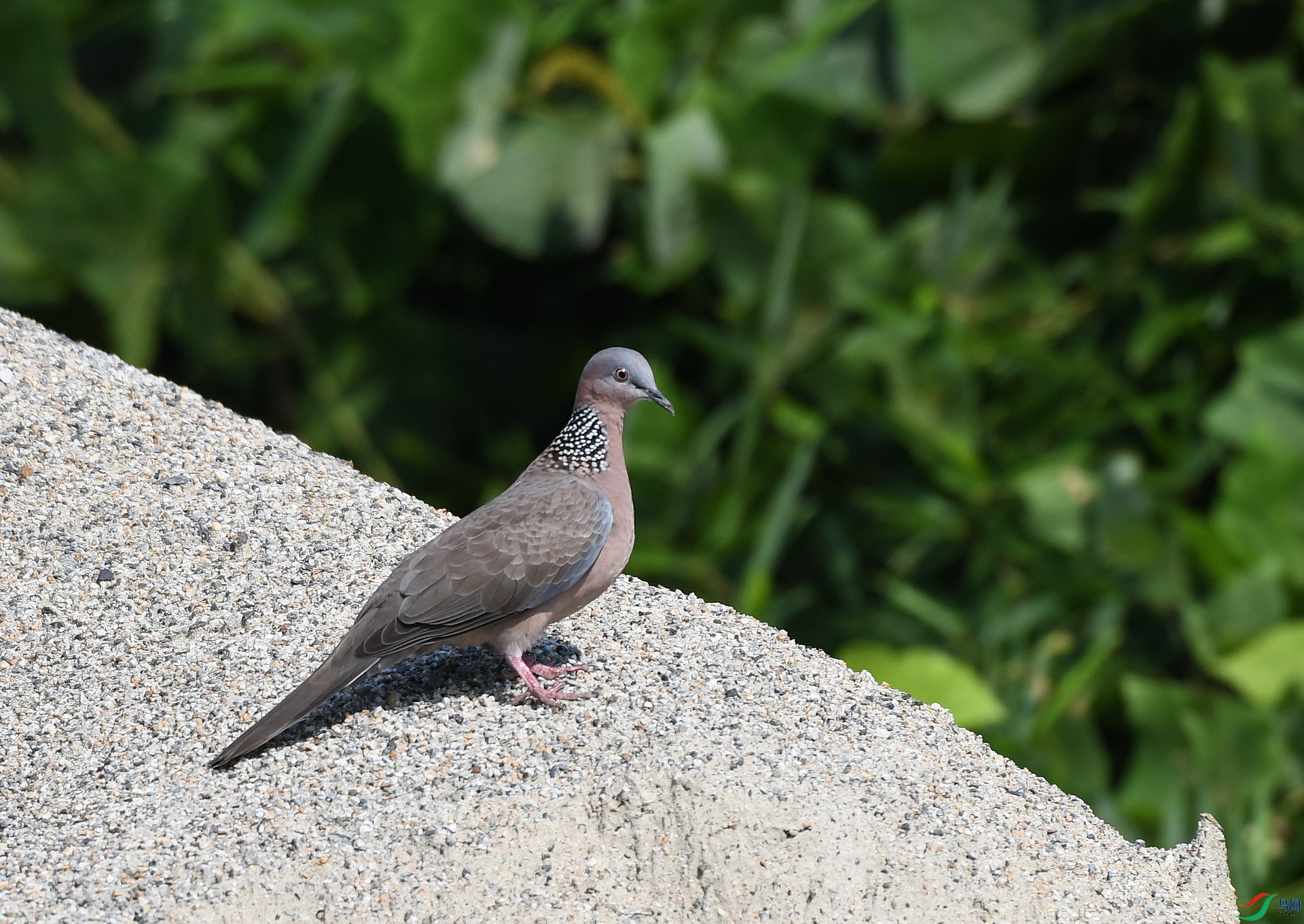 DSC_3216.jpg