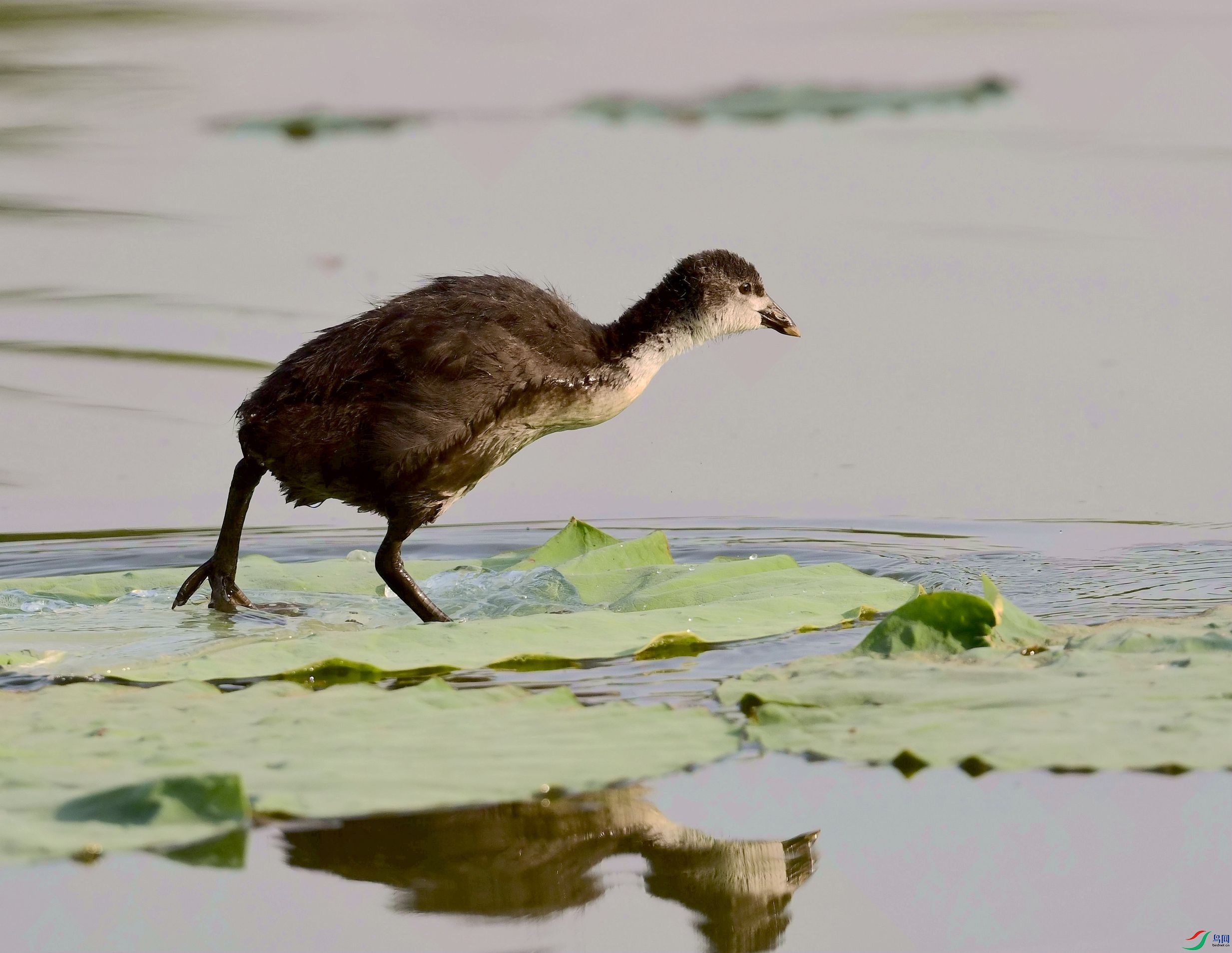 DSC_2806_����.jpg