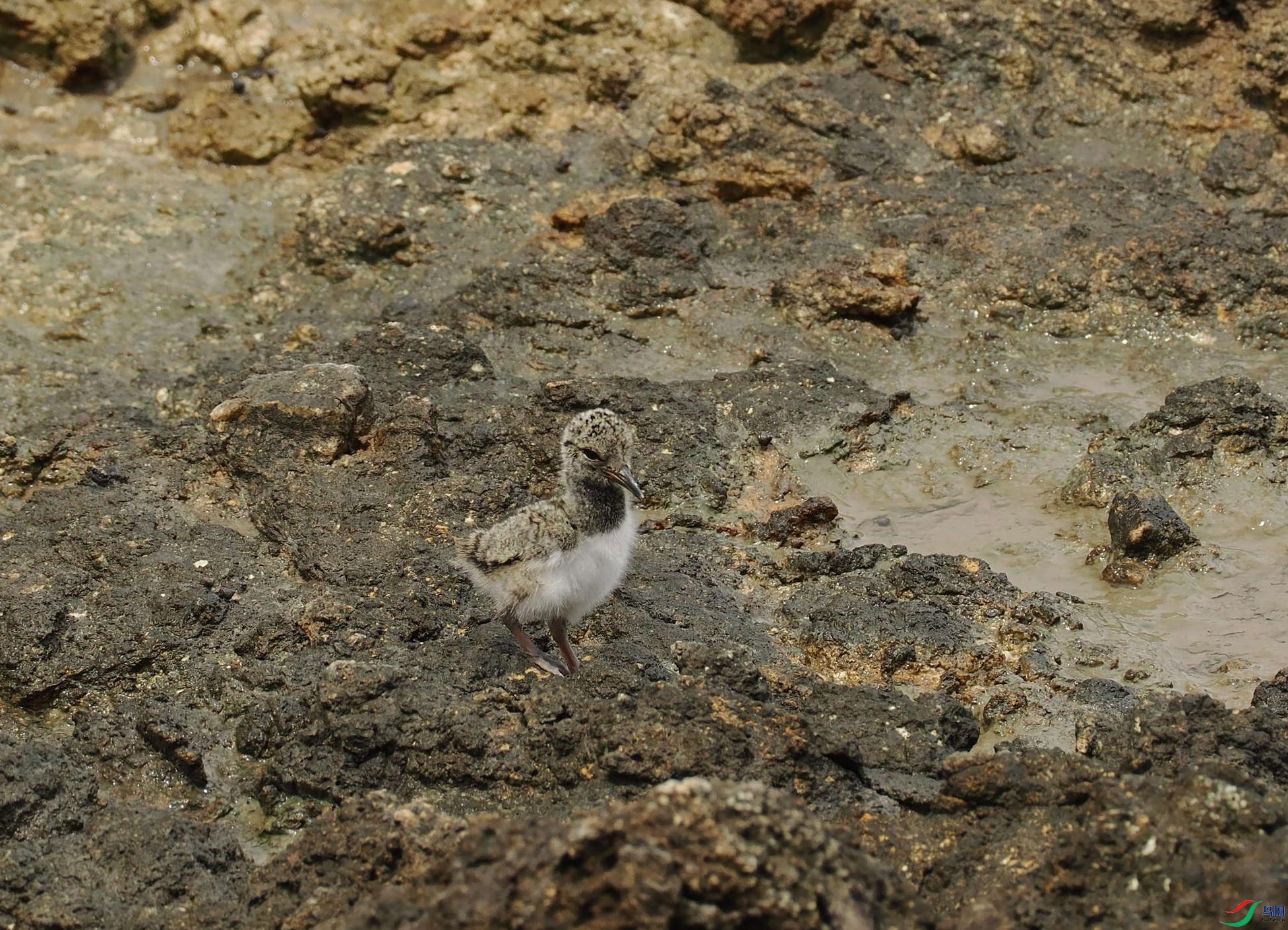 P4184013(1).jpg