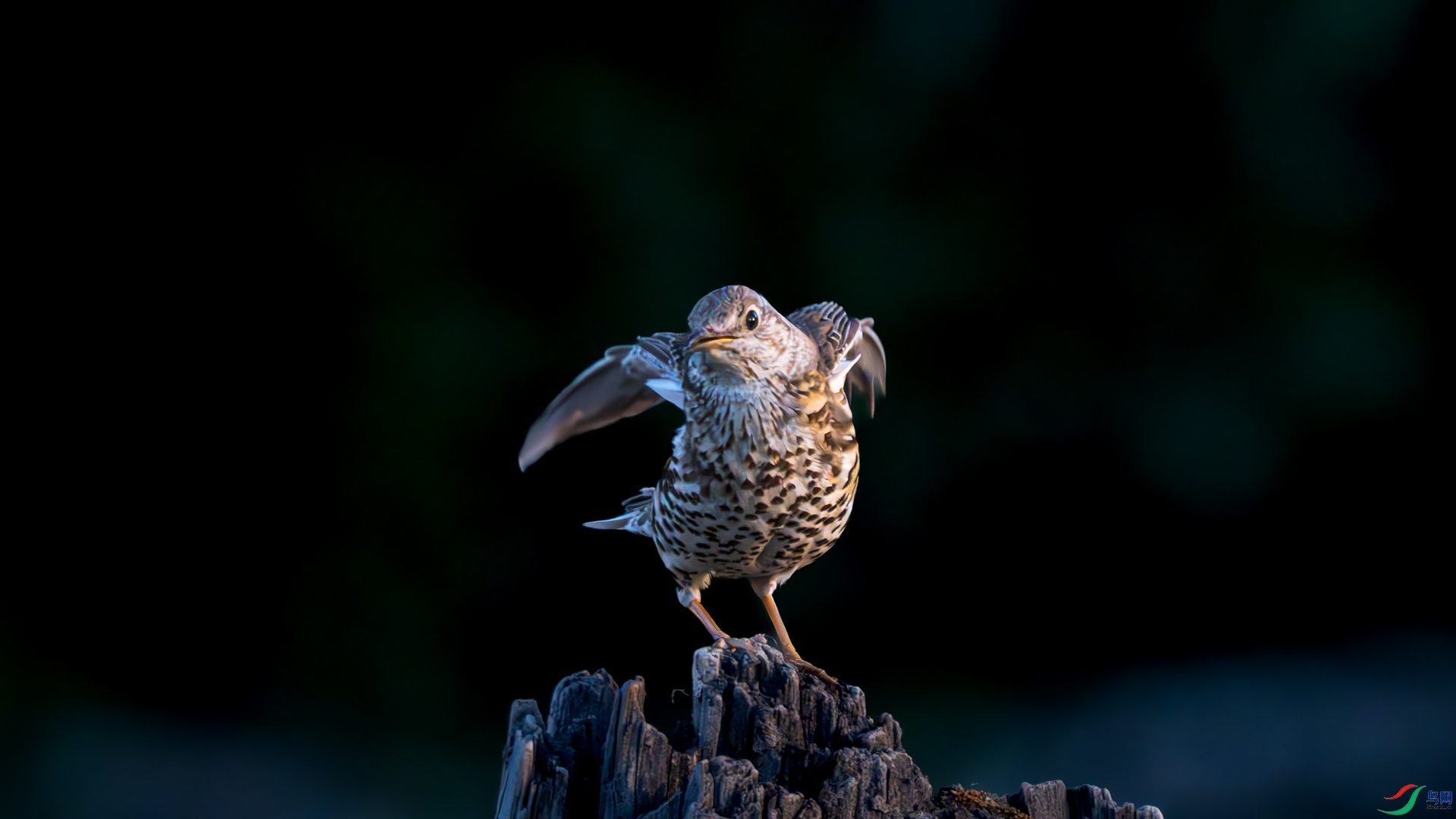 DSC_3230-����ǿ-NR.jpg