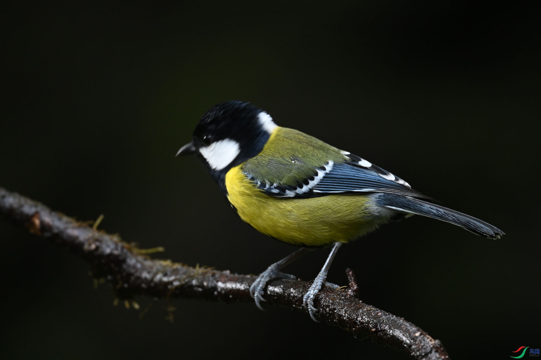 DSC_6923.JPG