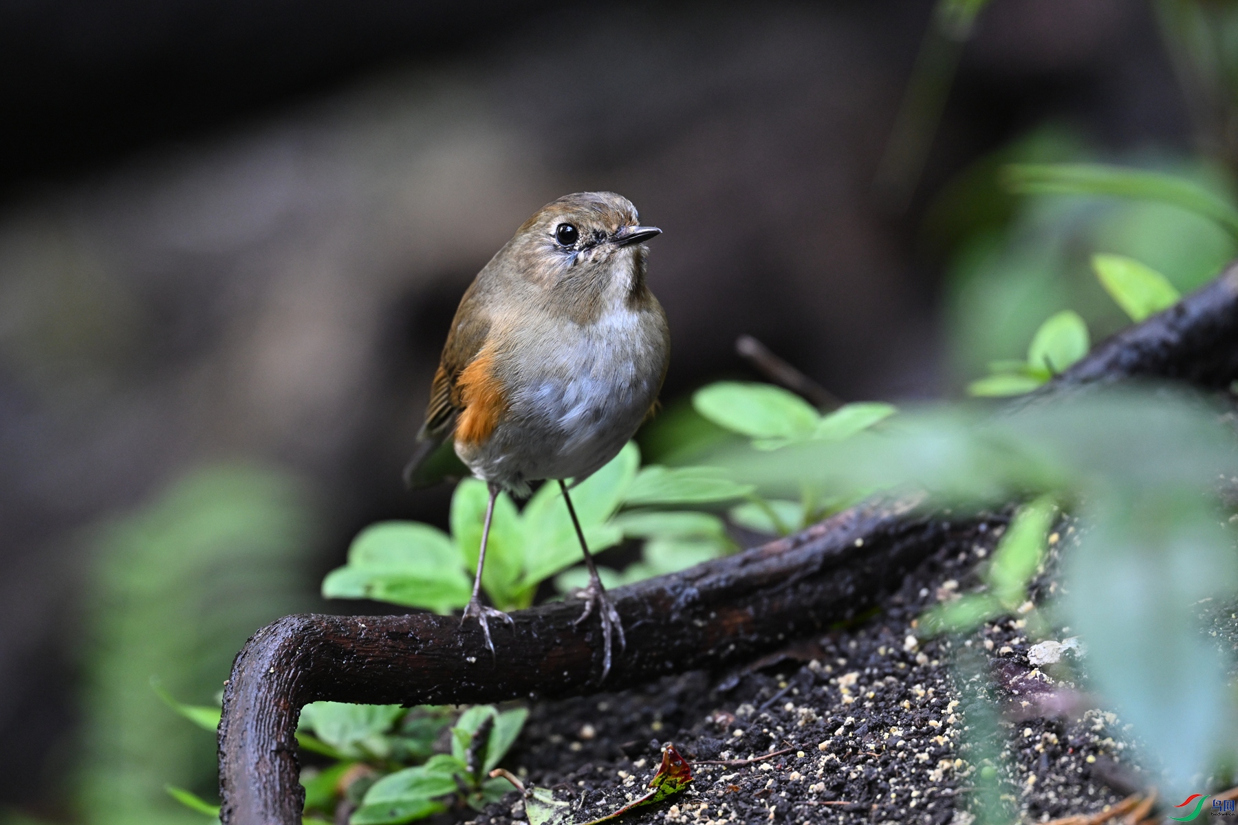 DSC_6934.JPG