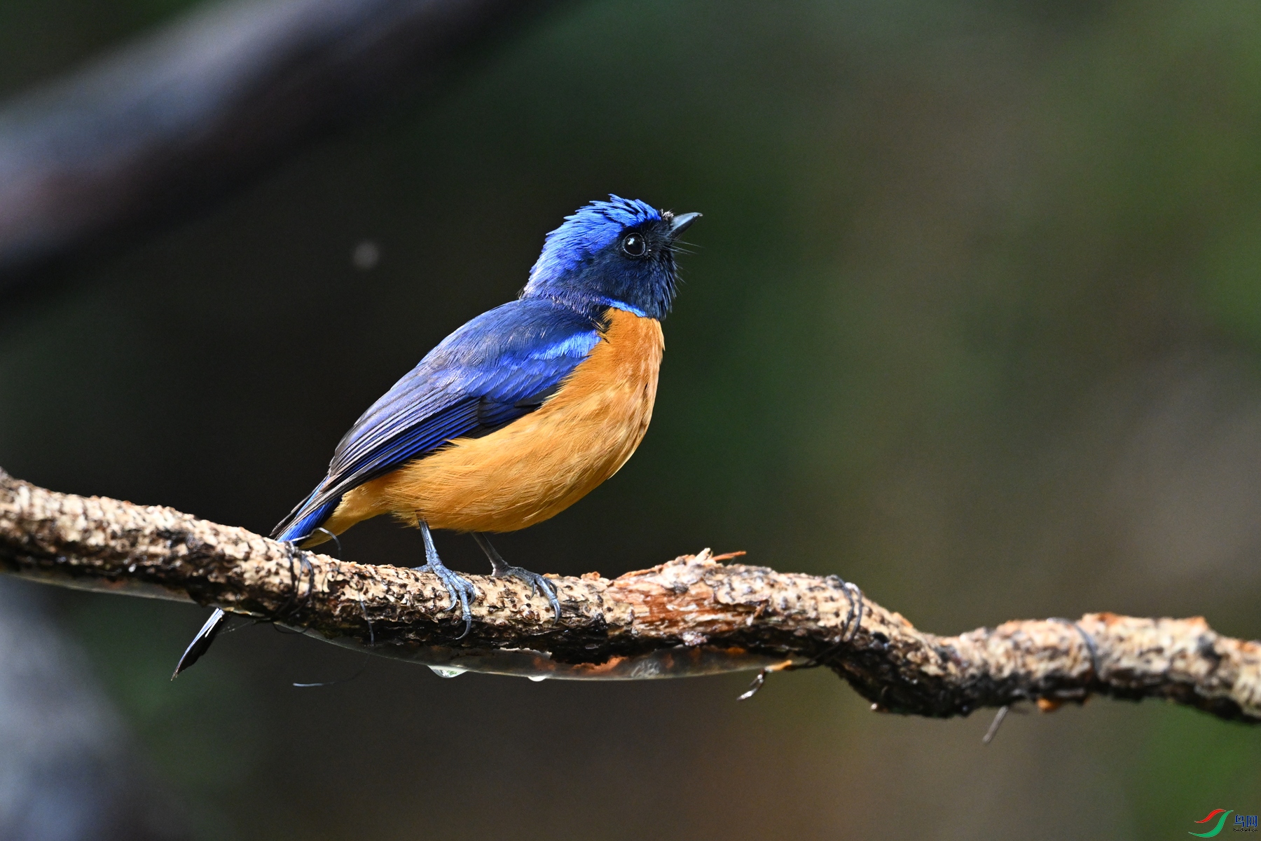 DSC_6937.JPG
