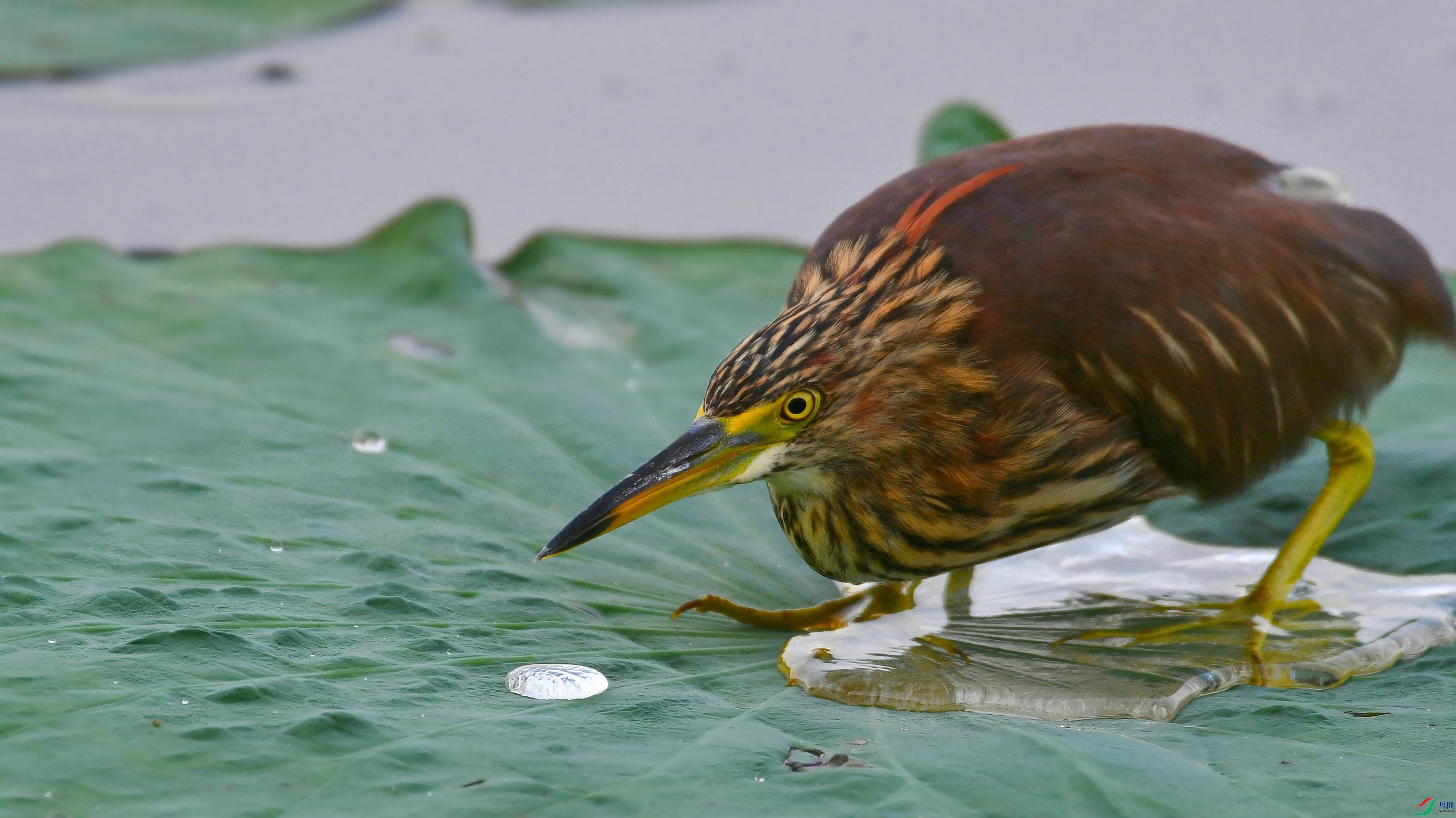 DSC_7519.JPG