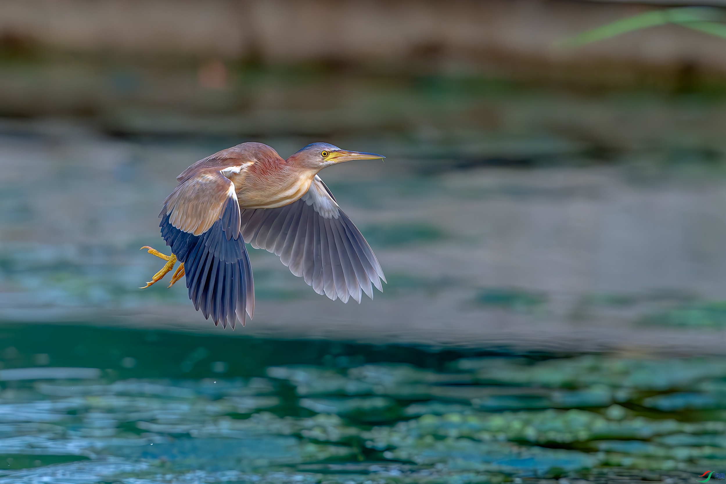 DSC_8788-AB.jpg