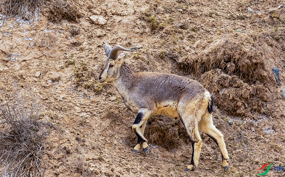 066A1346-1-1.jpg