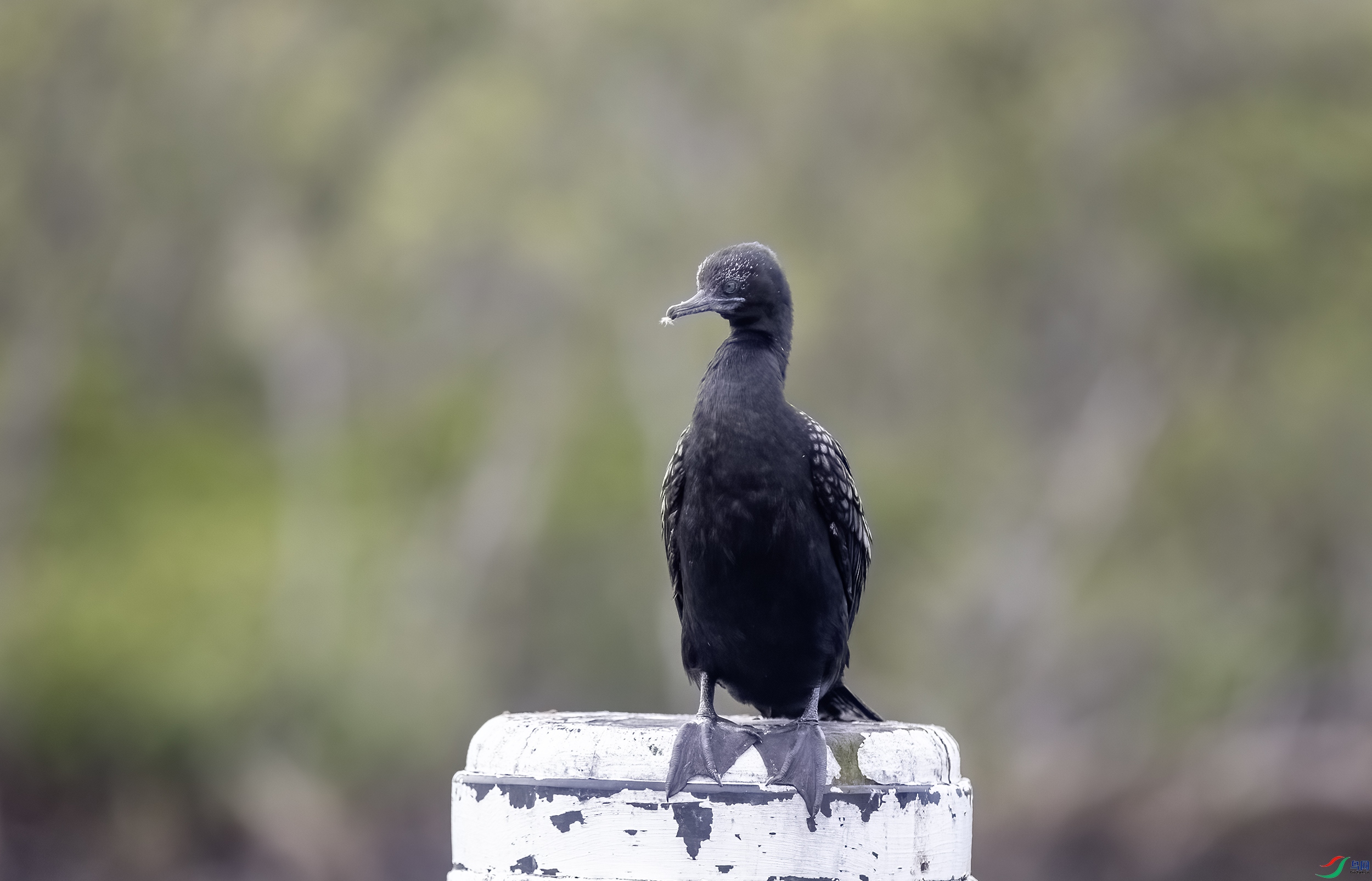 CB0A1620 ����.jpg