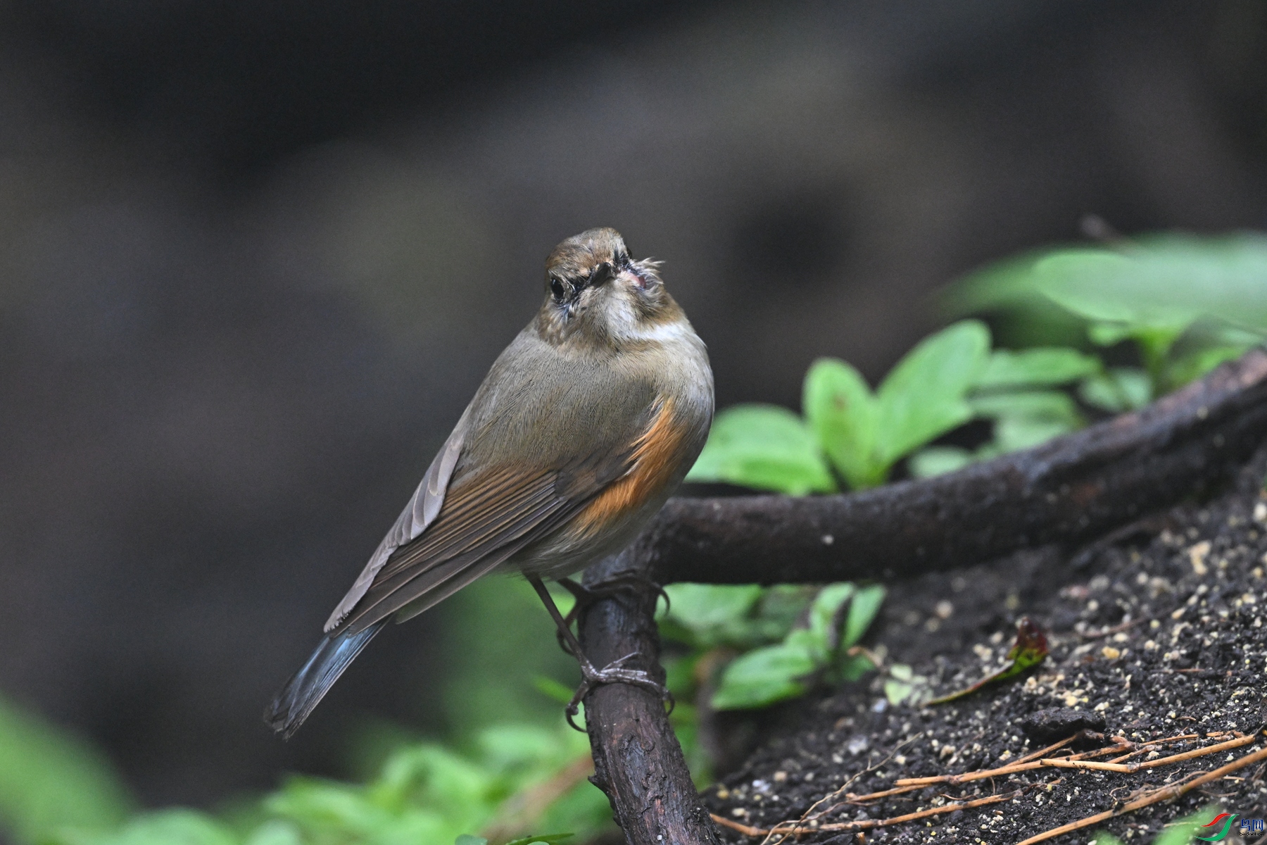 DSC_7034.JPG