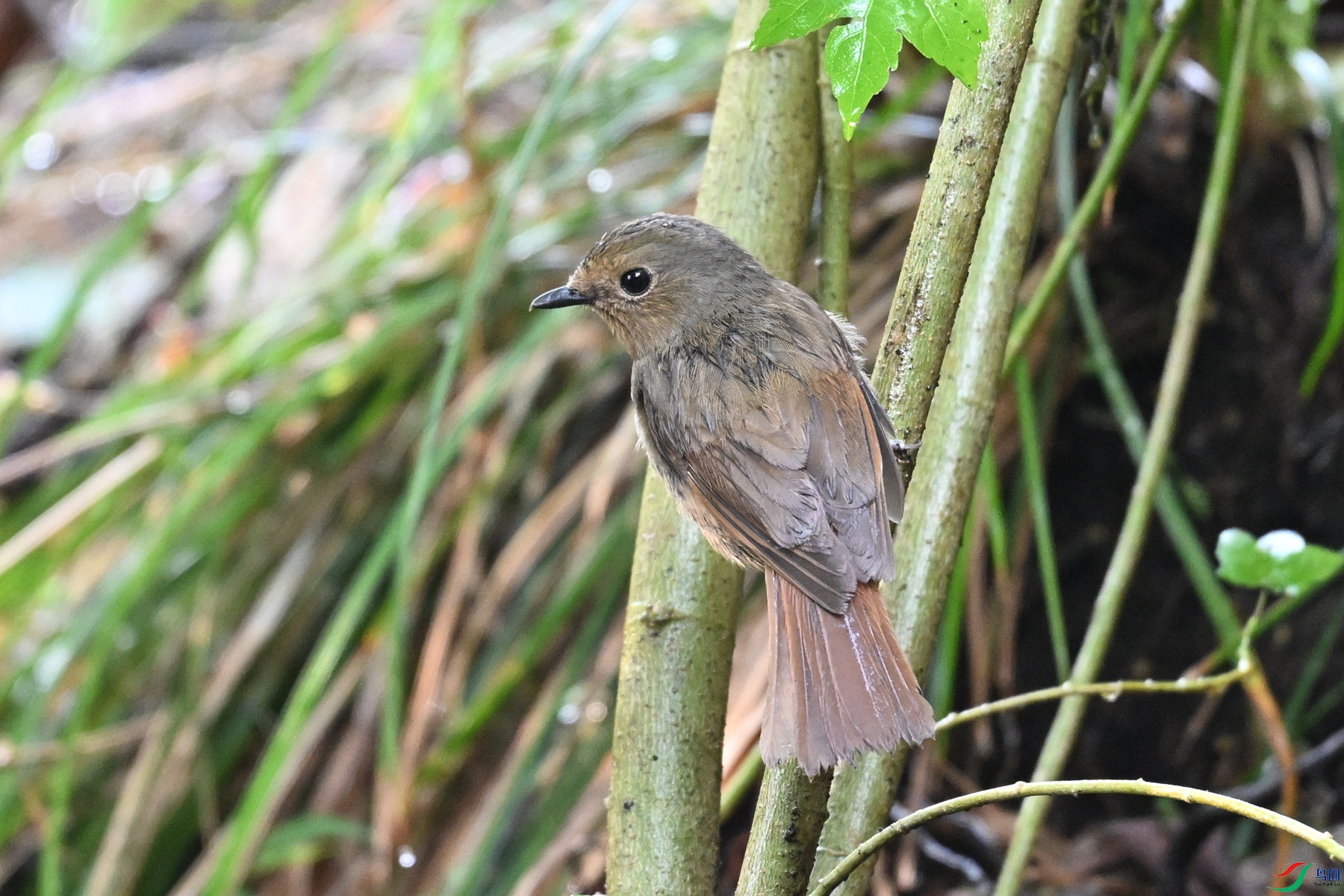 DSC_6947.JPG