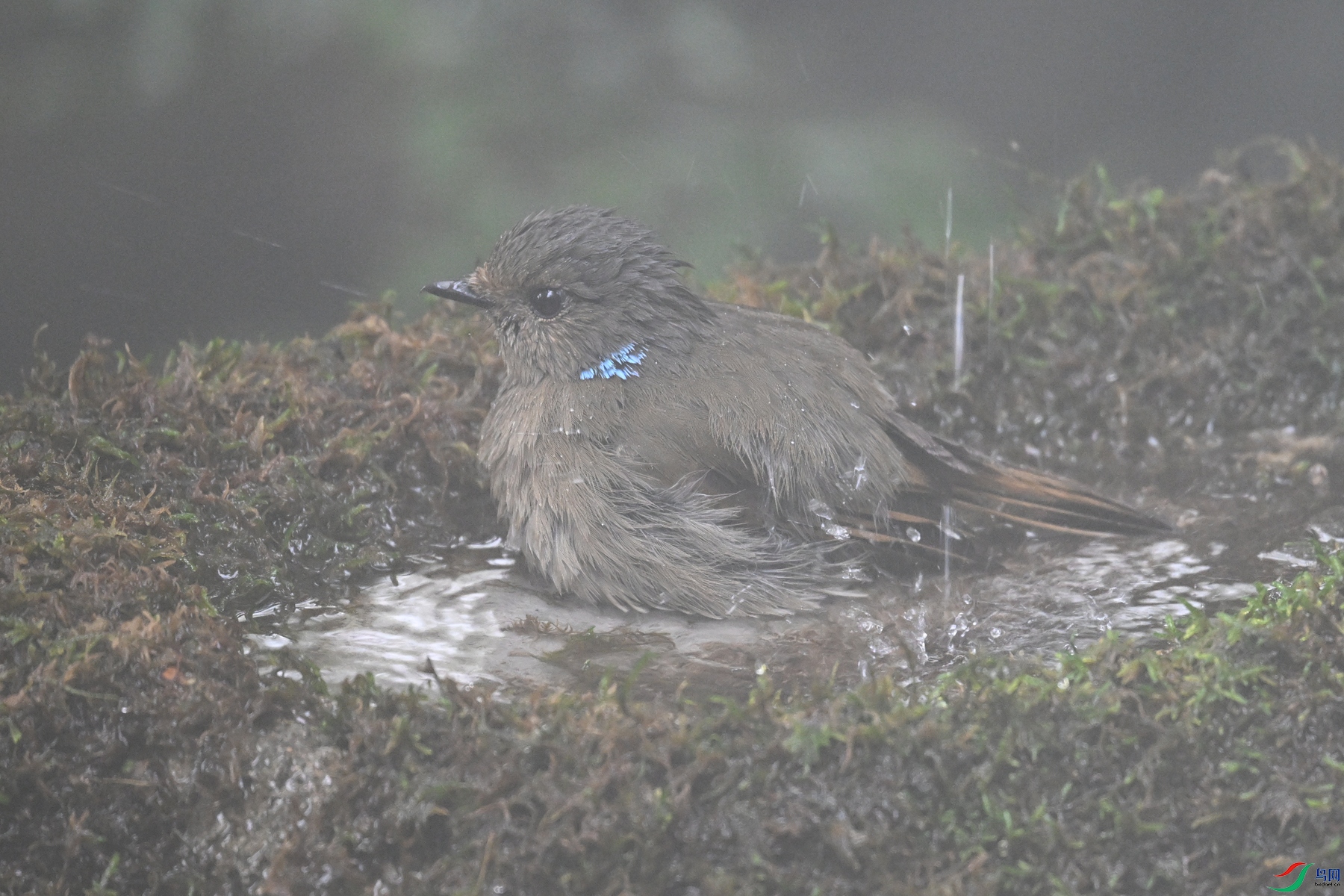 DSC_7015.JPG