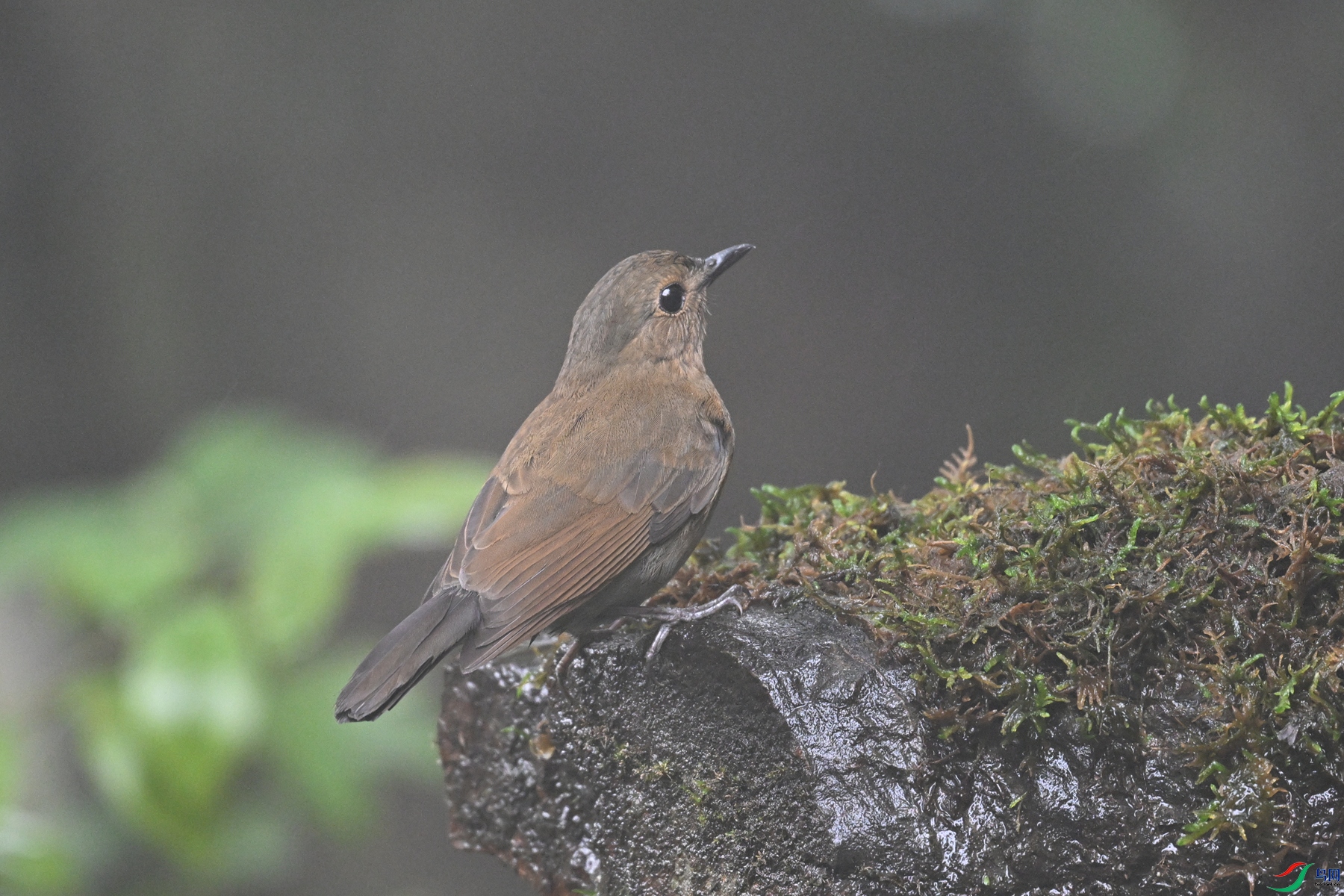 DSC_7000.JPG