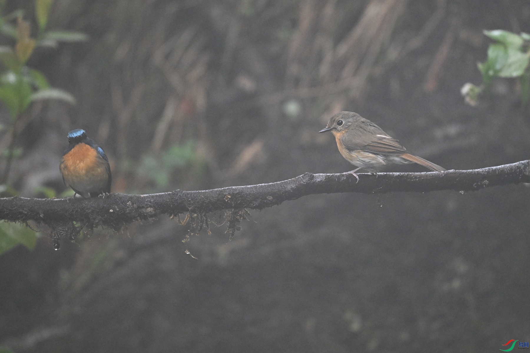 DSC_7033.JPG