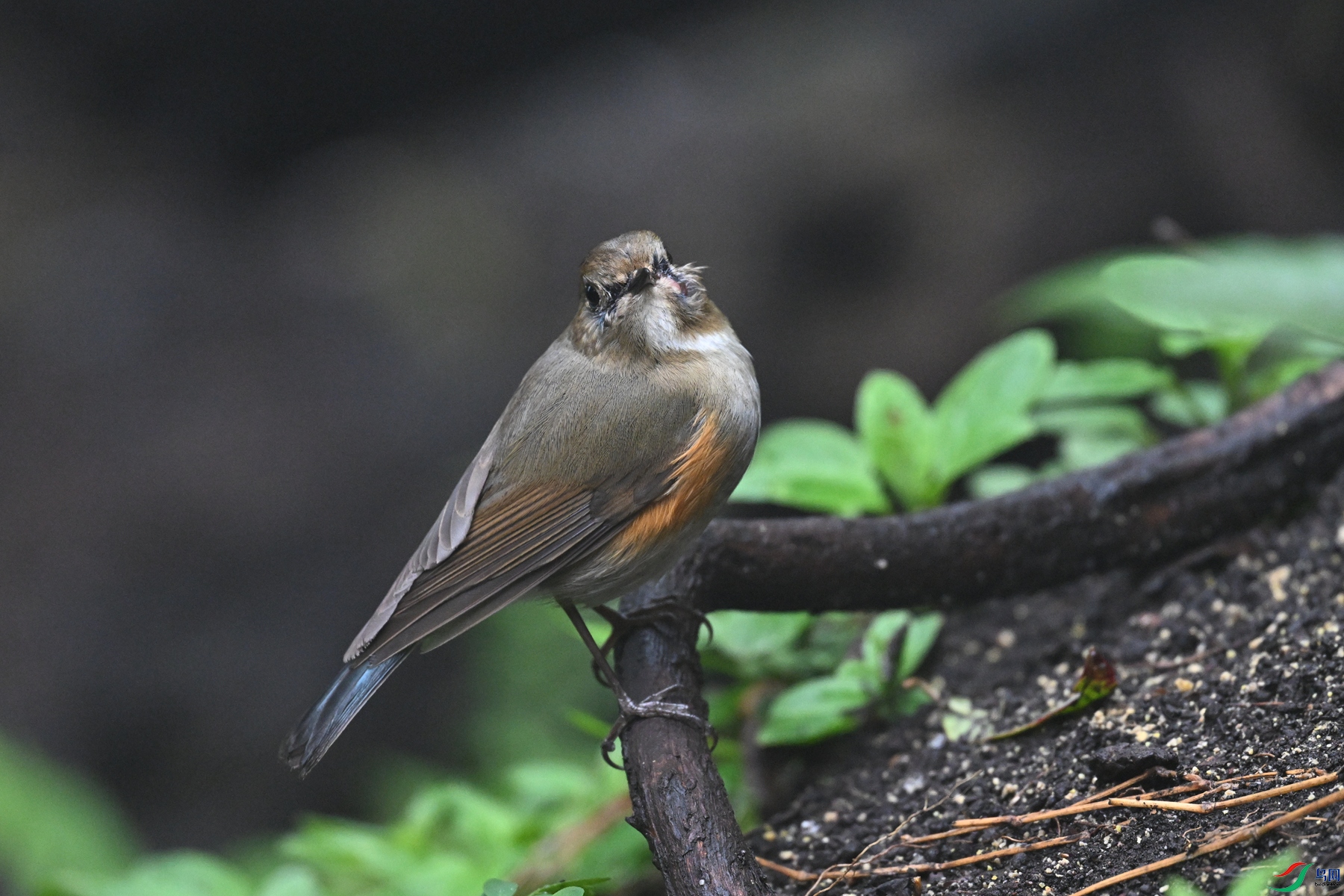 DSC_7035.JPG