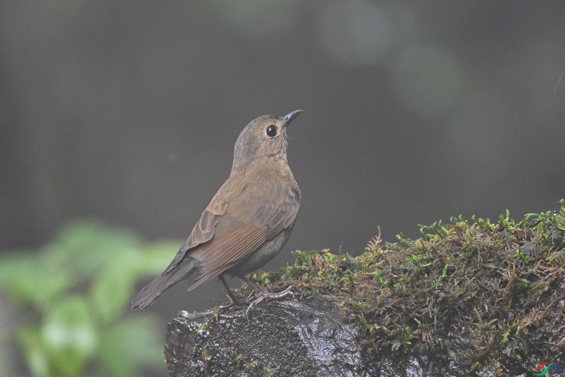 DSC_7003.JPG