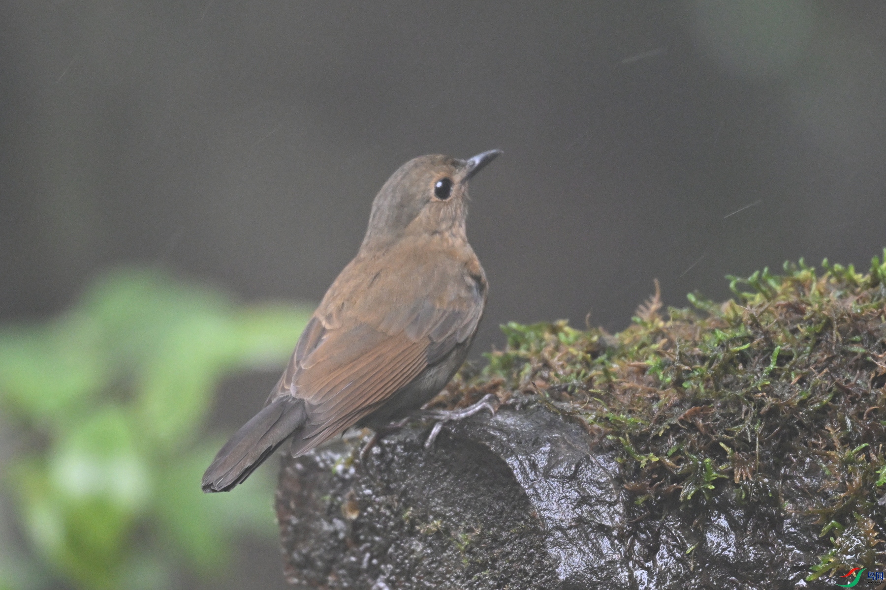 DSC_6998.JPG