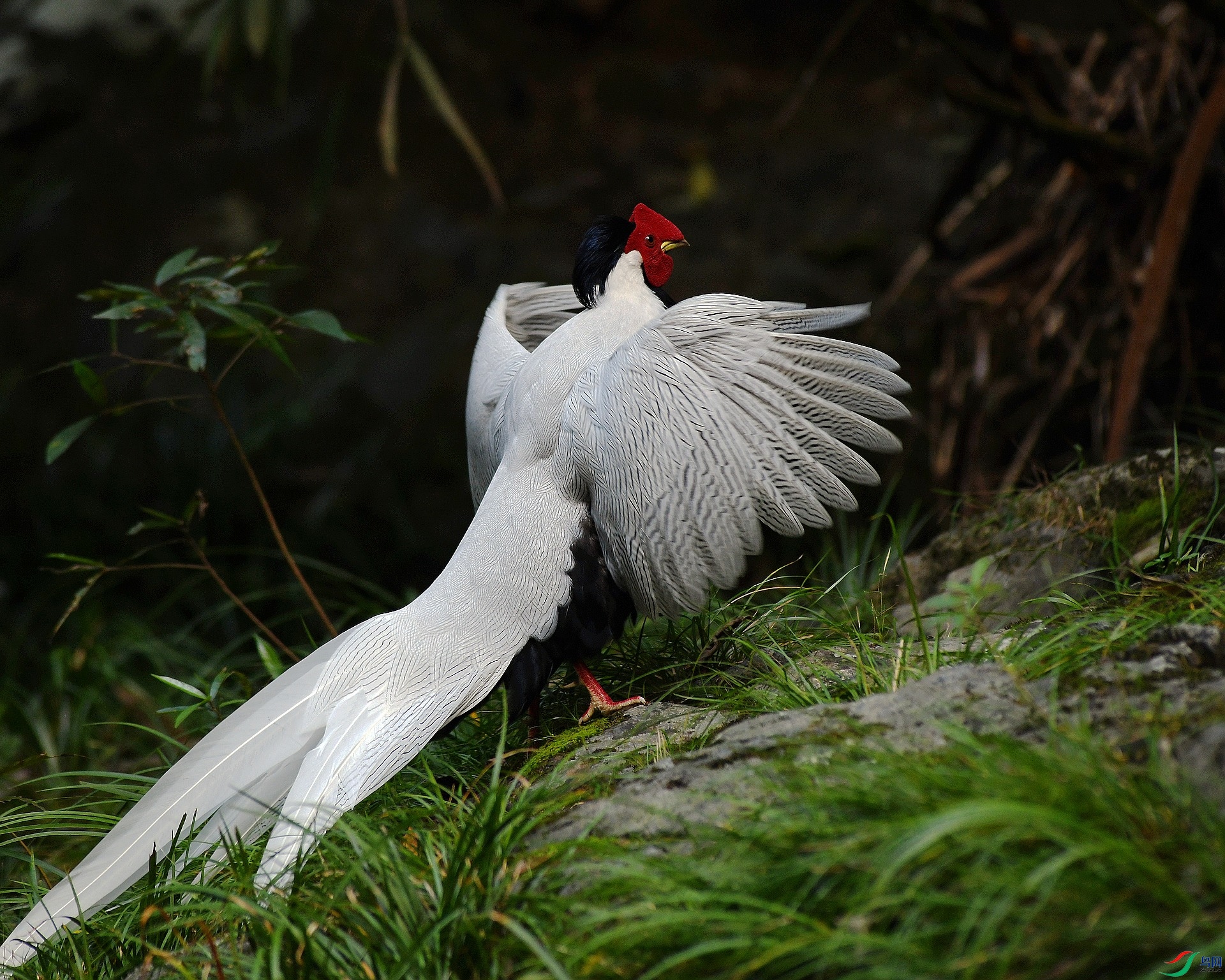 DSC_1909.jpg