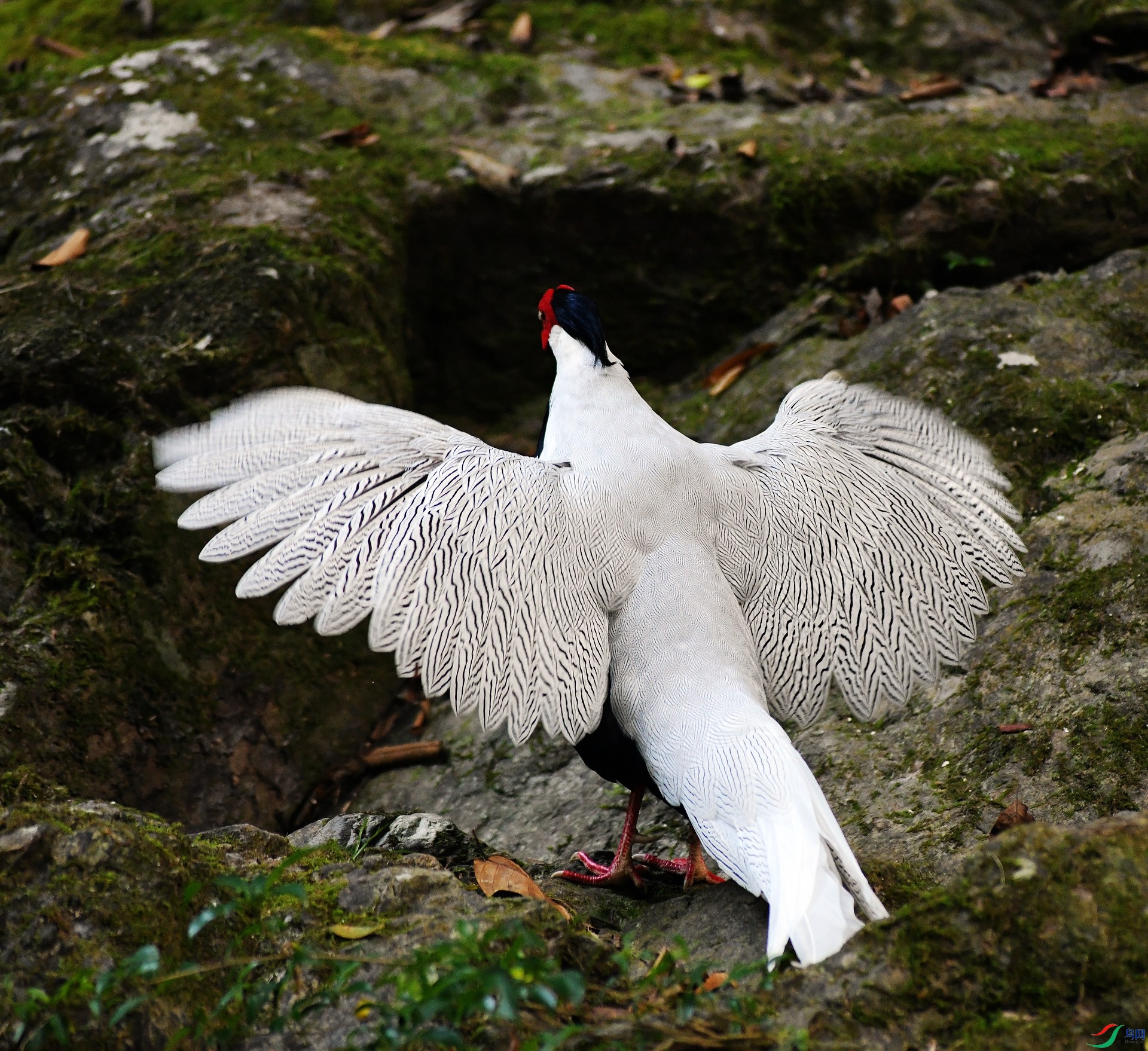 DSC_2466.jpg