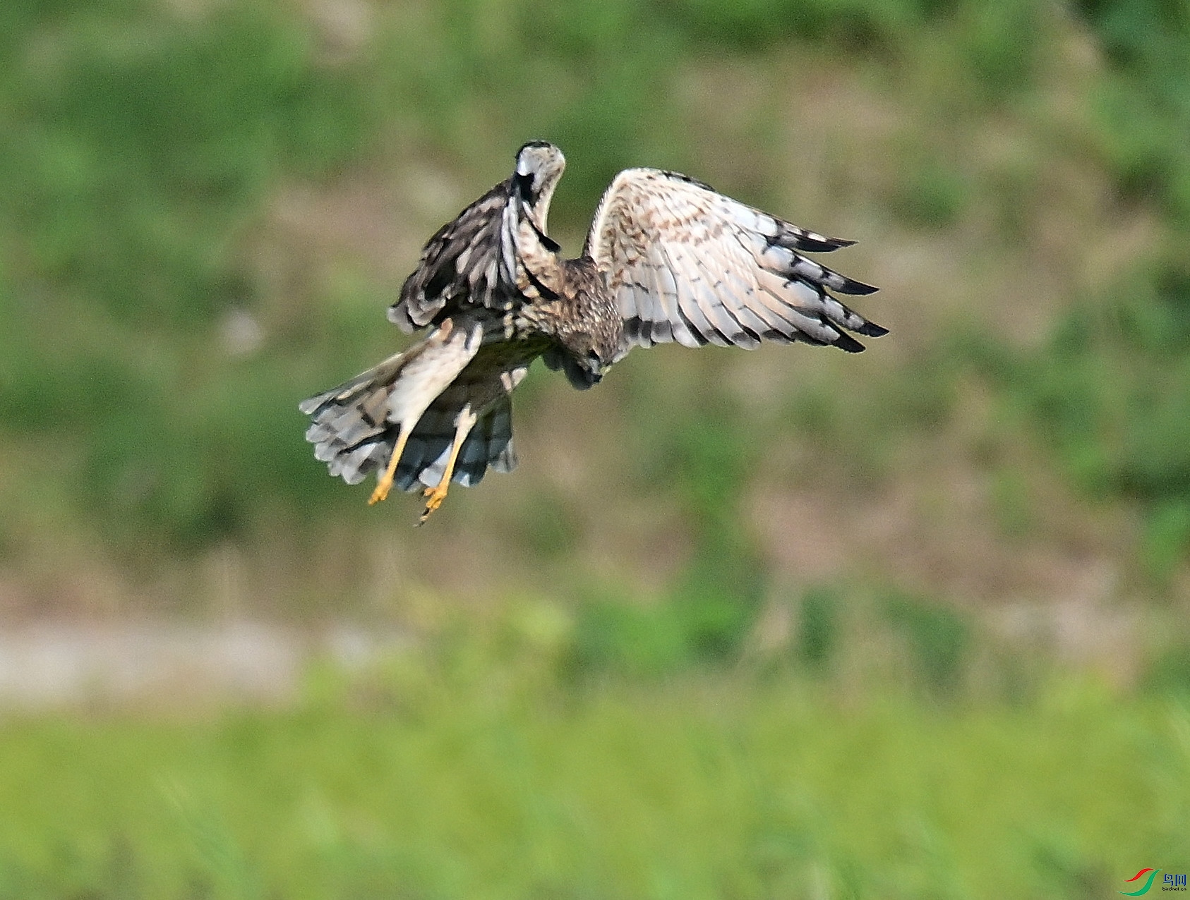 DSC_5324.JPG