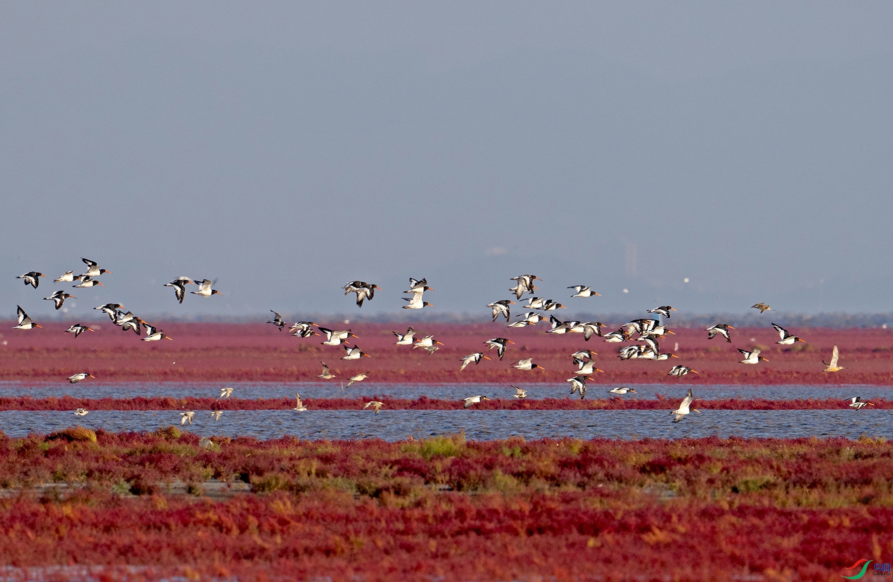 _DSC9470.jpg